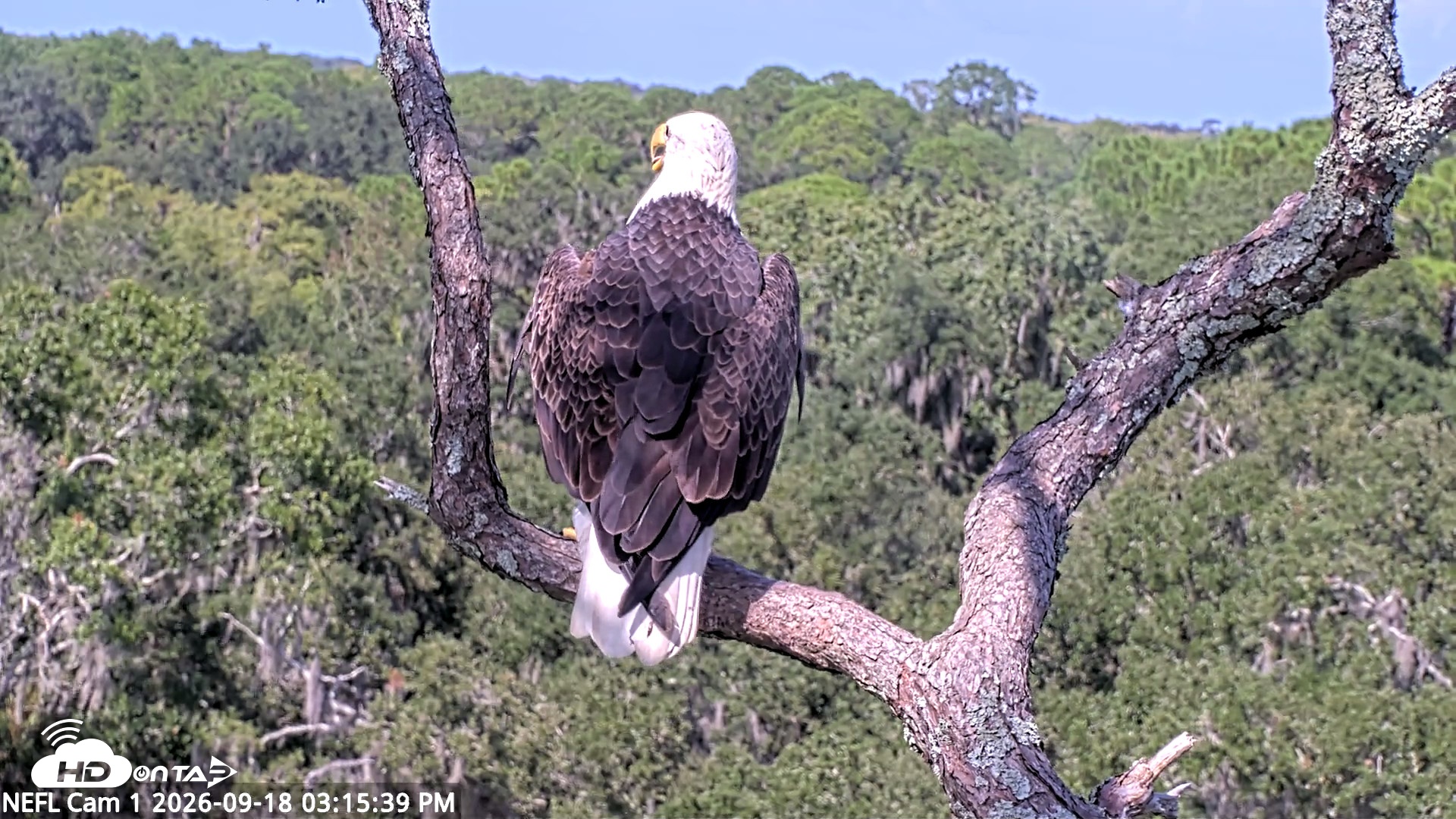 Snapshot of NE Florida Eagles Live Webcam taken Sep 18, 2026, 3:16pm EDT