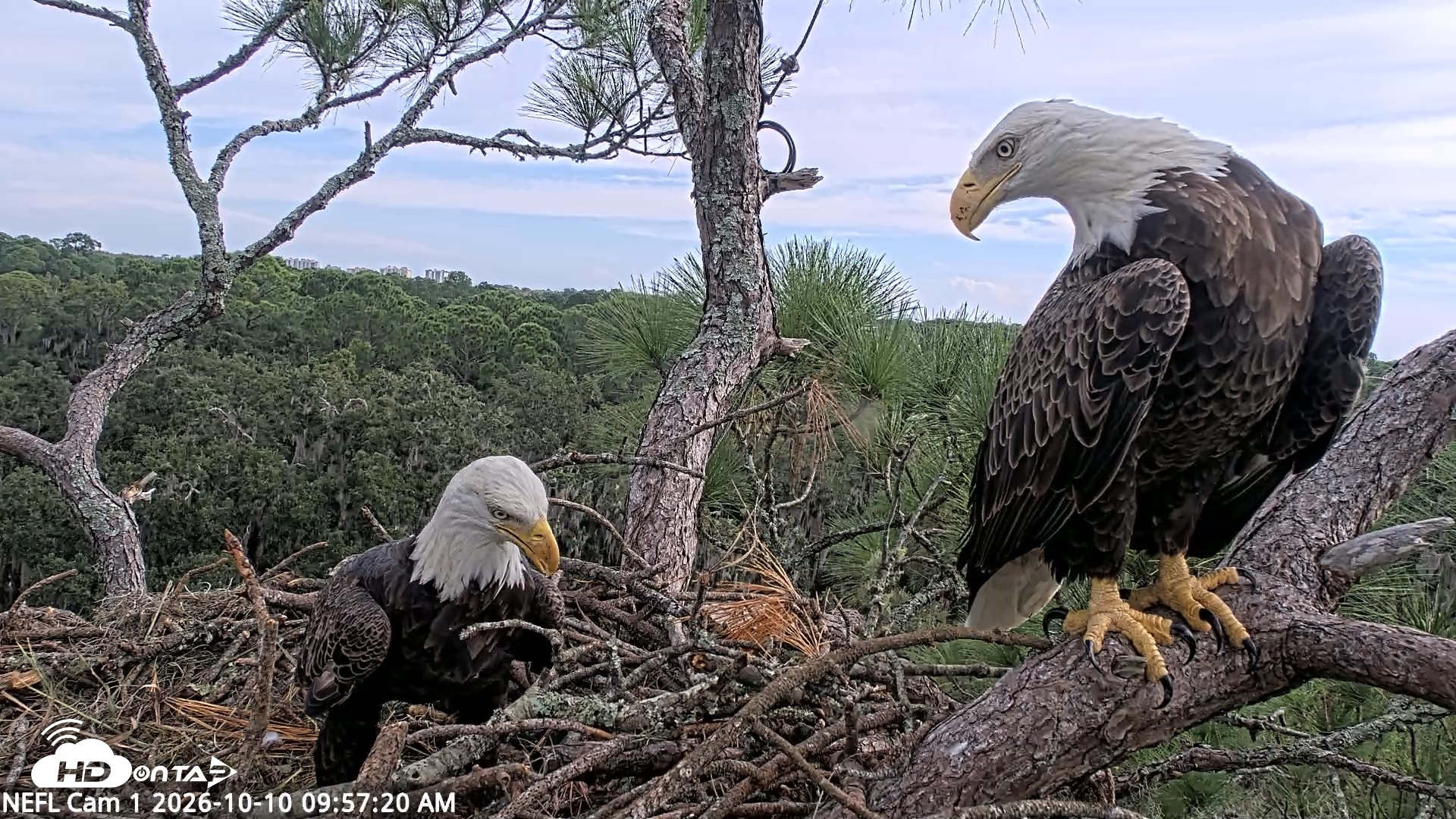 Snapshot of NE Florida Eagles Live Webcam taken Oct 10, 2026, 9:58am EDT