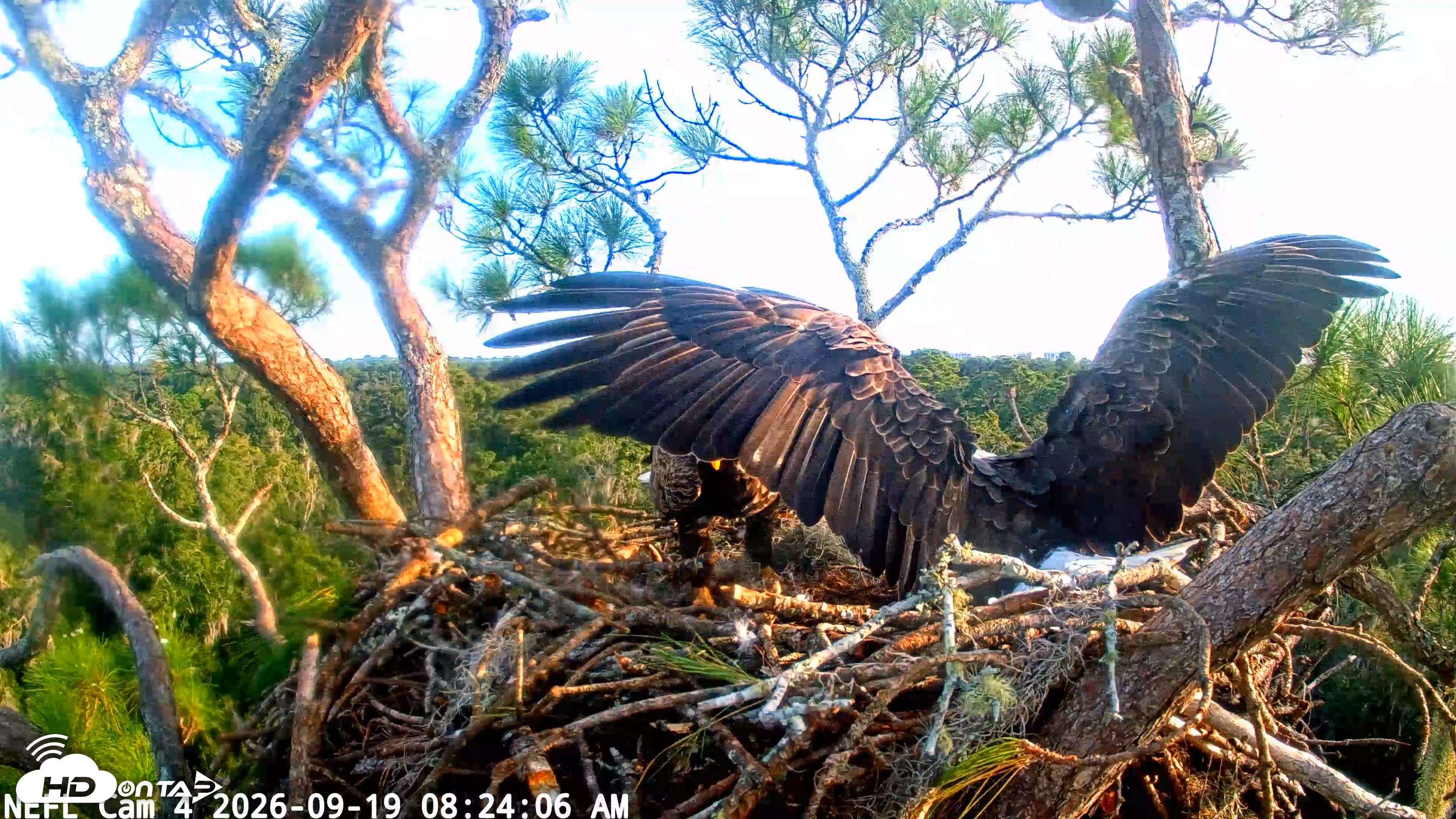 Snapshot of NE Florida Eagles Live Webcam taken Sep 19, 2026, 8:25am EDT