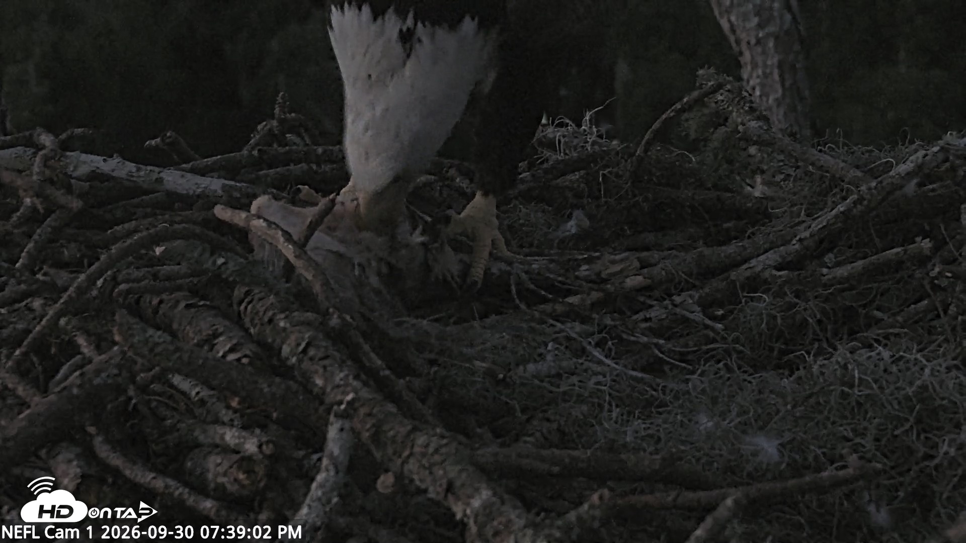 Snapshot of NE Florida Eagles Live Webcam taken Sep 30, 2026, 7:40pm EDT