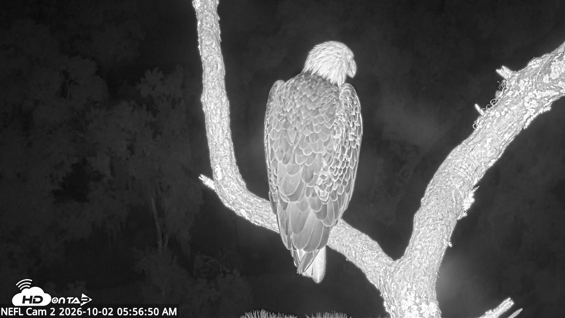 Snapshot of NE Florida Eagles Live Webcam taken Oct 2, 2026, 5:57am EDT