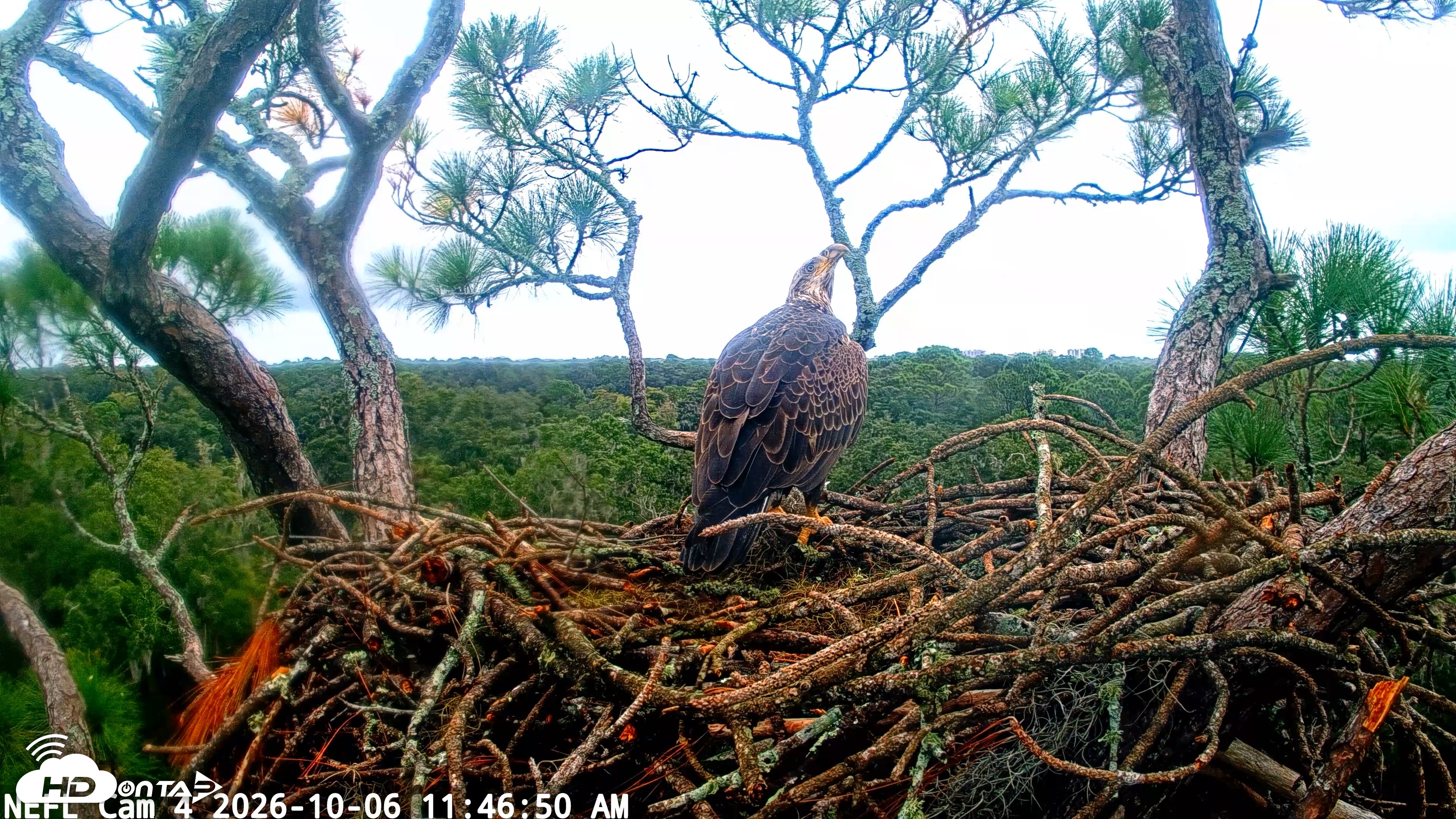 Snapshot of NE Florida Eagles Live Webcam taken Oct 6, 2026, 11:47am EDT