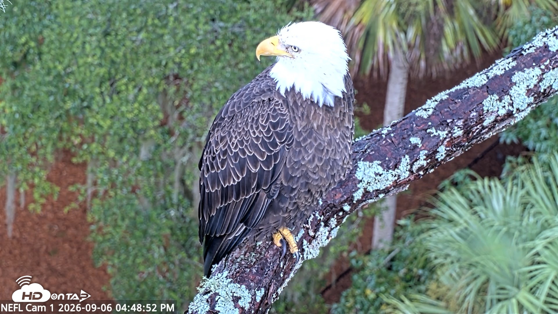 Snapshot of NE Florida Eagles Live Webcam taken Sep 6, 2026, 4:50pm EDT