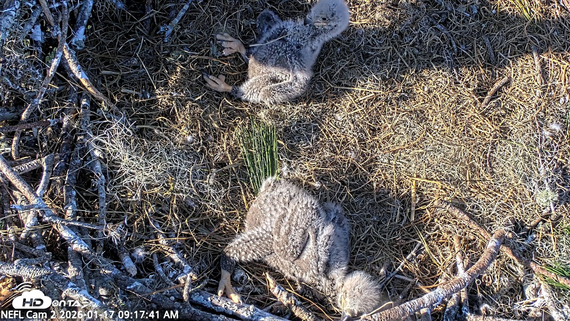 Snapshot of NE Florida Eagles Live Webcam taken Jan 17, 2026, 9:18am EST