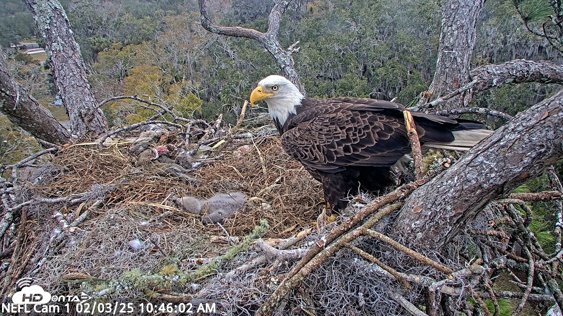 Snapshot of NE Florida Eagles Live Webcam taken Feb 3, 2025, 10:46am EST