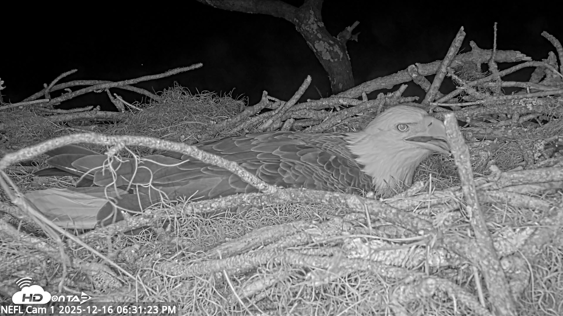 Snapshot of NE Florida Eagles Live Webcam taken Dec 16, 2025, 6:32pm EST