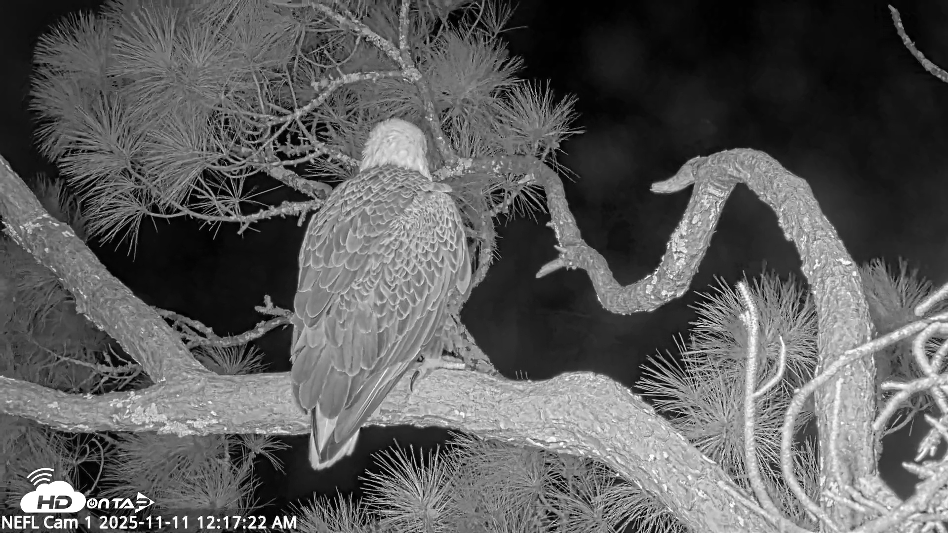 Snapshot of NE Florida Eagles Live Webcam taken Nov 11, 2025, 12:18am EST