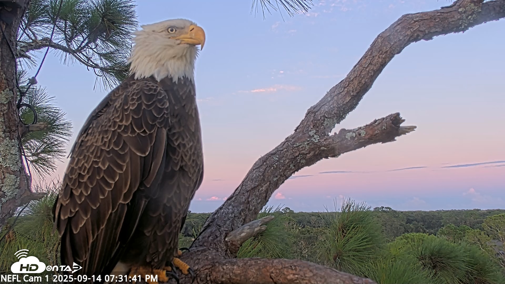 Snapshot of NE Florida Eagles Live Webcam taken Sep 14, 2025, 7:32pm EDT