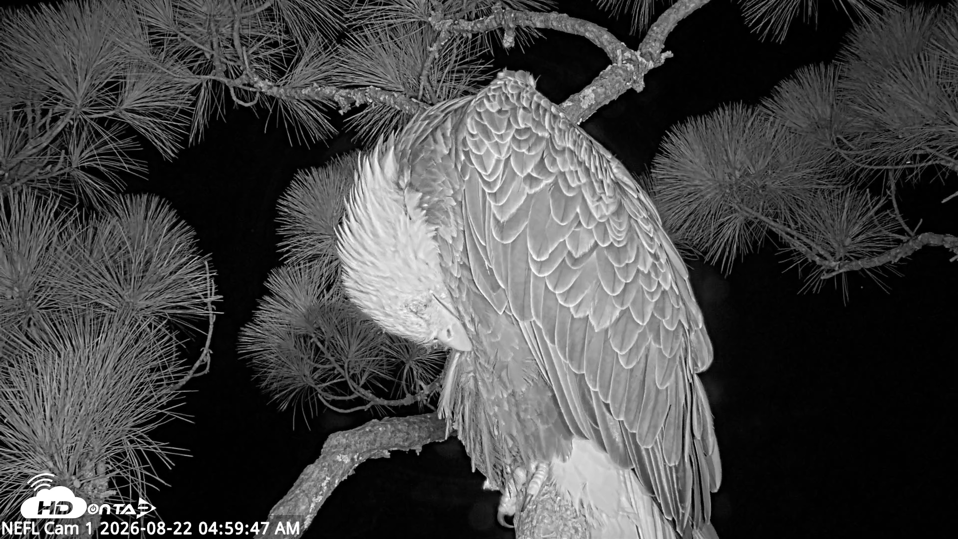 Snapshot of NE Florida Eagles Live Webcam taken Aug 22, 2026, 5:00am EDT