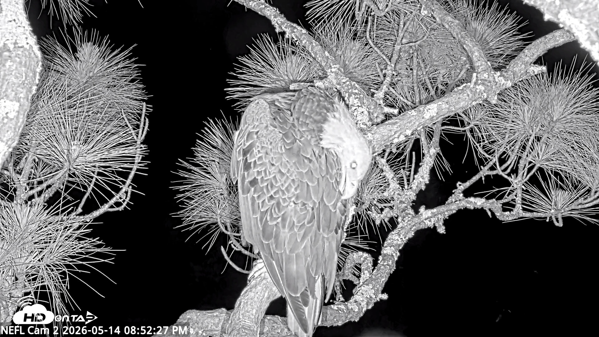 Snapshot of NE Florida Eagles Live Webcam taken May 14, 2026, 8:53pm EDT