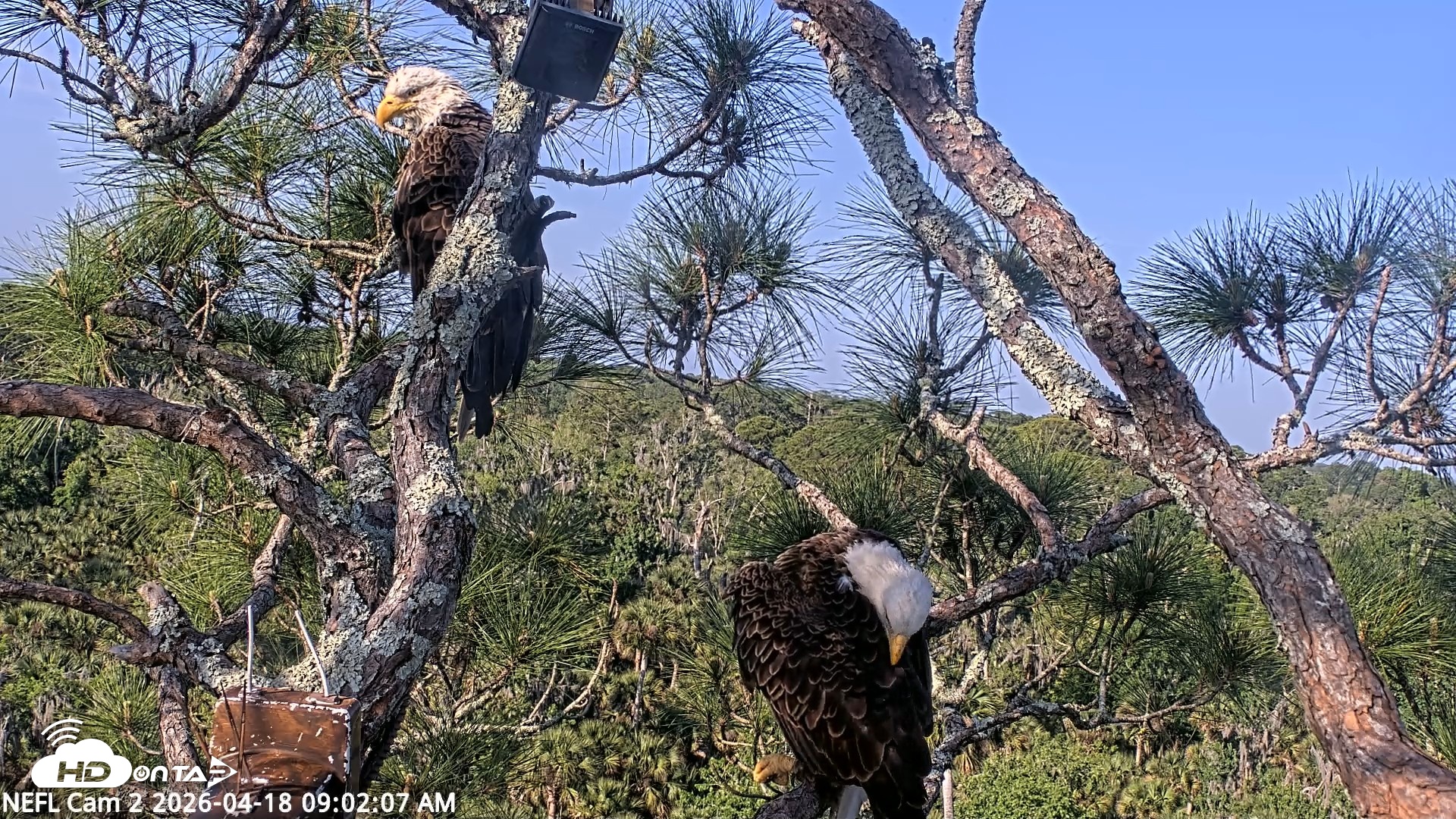 Snapshot of NE Florida Eagles Live Webcam taken Apr 18, 2026, 9:03am EDT