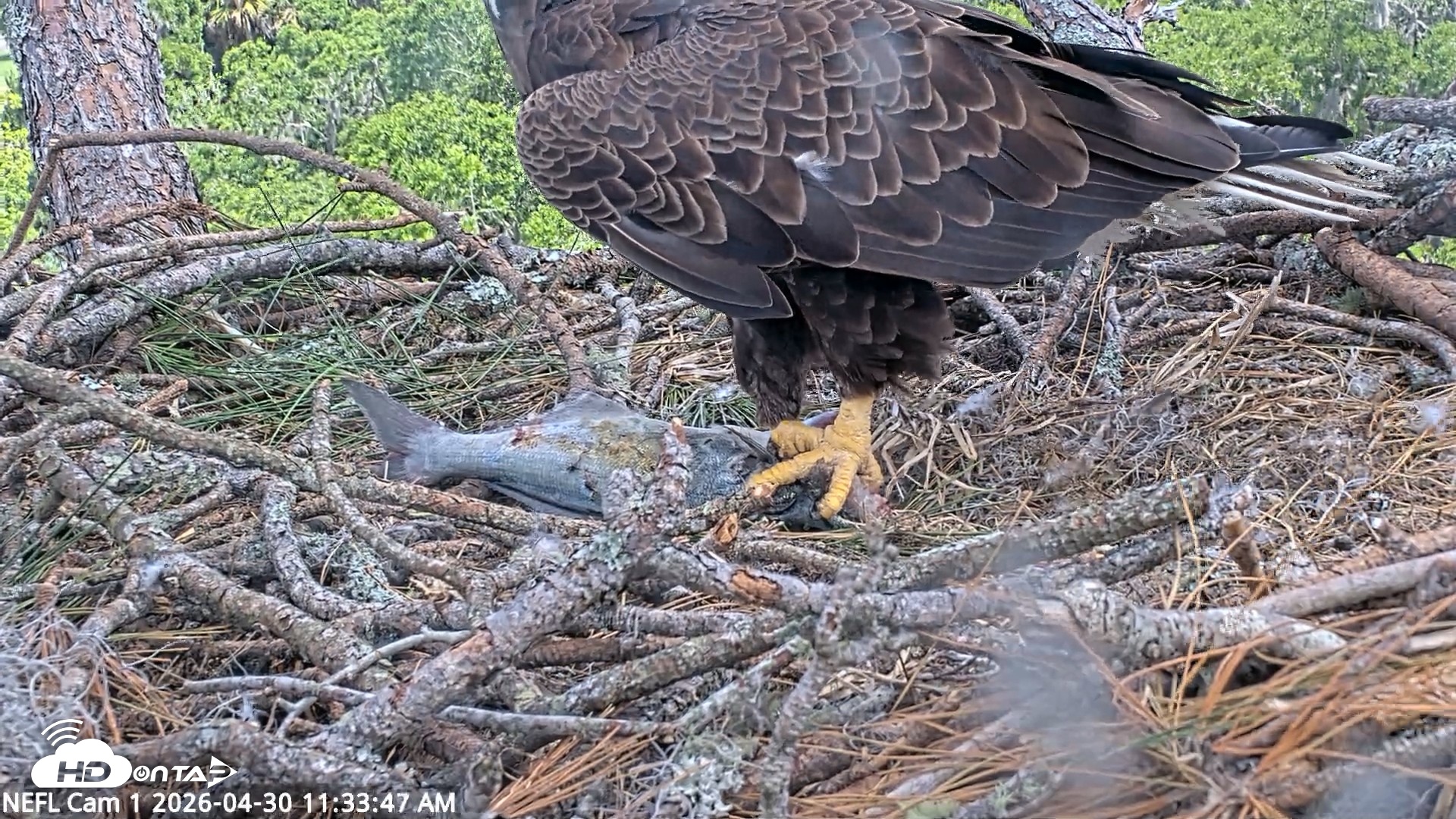 Snapshot of NE Florida Eagles Live Webcam taken Apr 30, 2026, 11:34am EDT