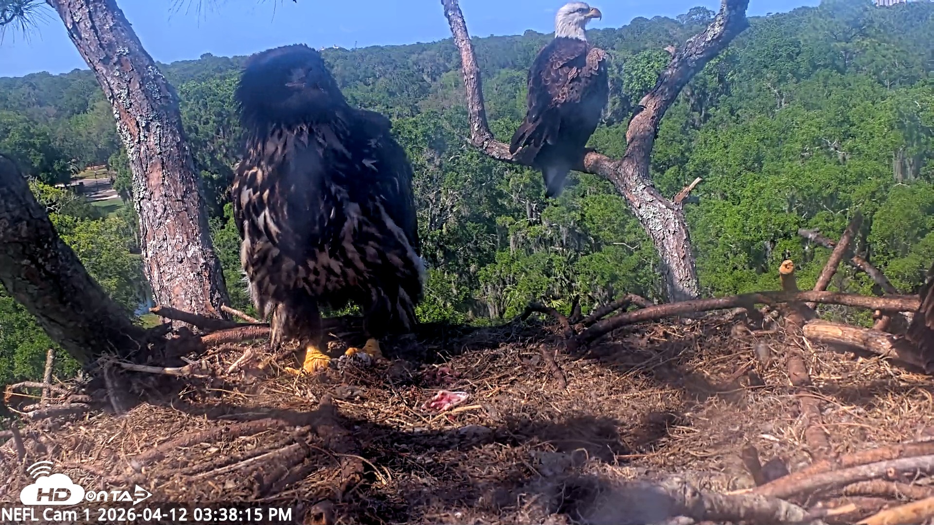 Snapshot of NE Florida Eagles Live Webcam taken Apr 12, 2026, 3:39pm EDT