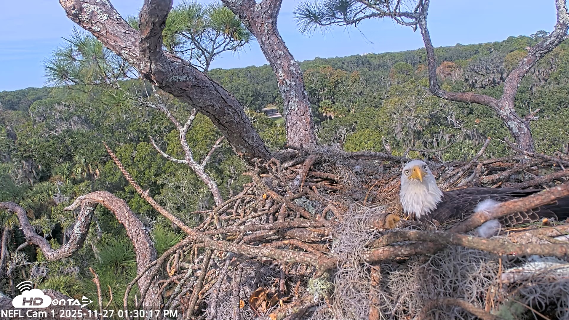 Snapshot of NE Florida Eagles Live Webcam taken Nov 27, 2025, 1:31pm EST