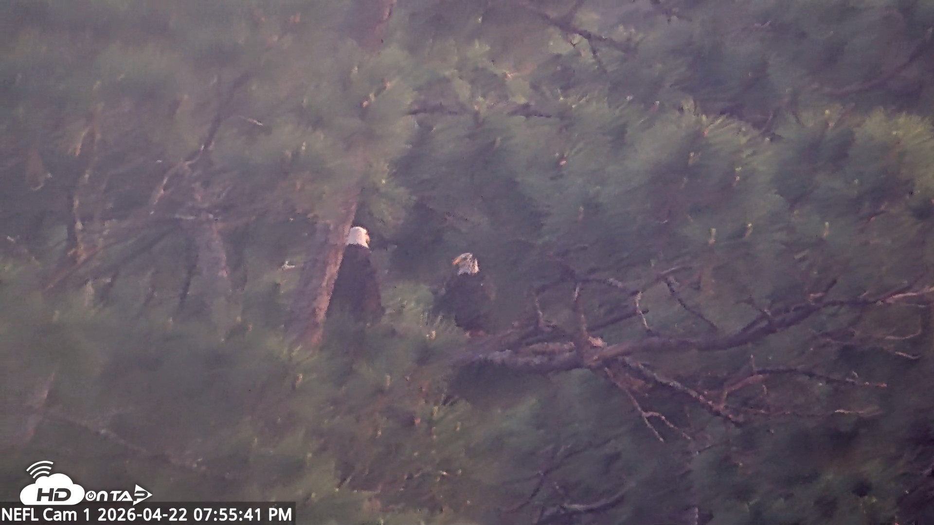 Snapshot of NE Florida Eagles Live Webcam taken Apr 22, 2026, 7:56pm EDT