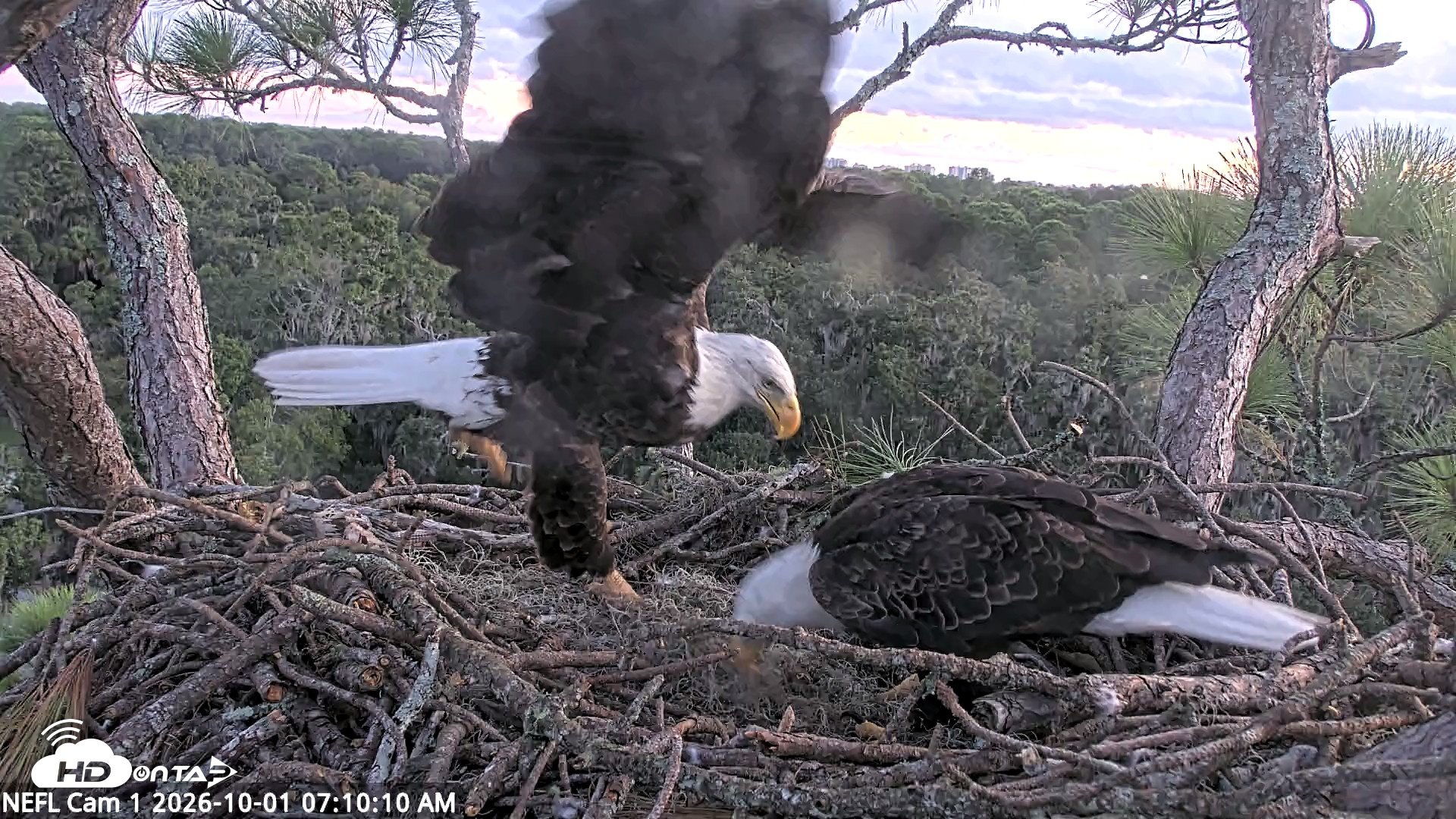 Snapshot of NE Florida Eagles Live Webcam taken Oct 1, 2026, 7:11am EDT