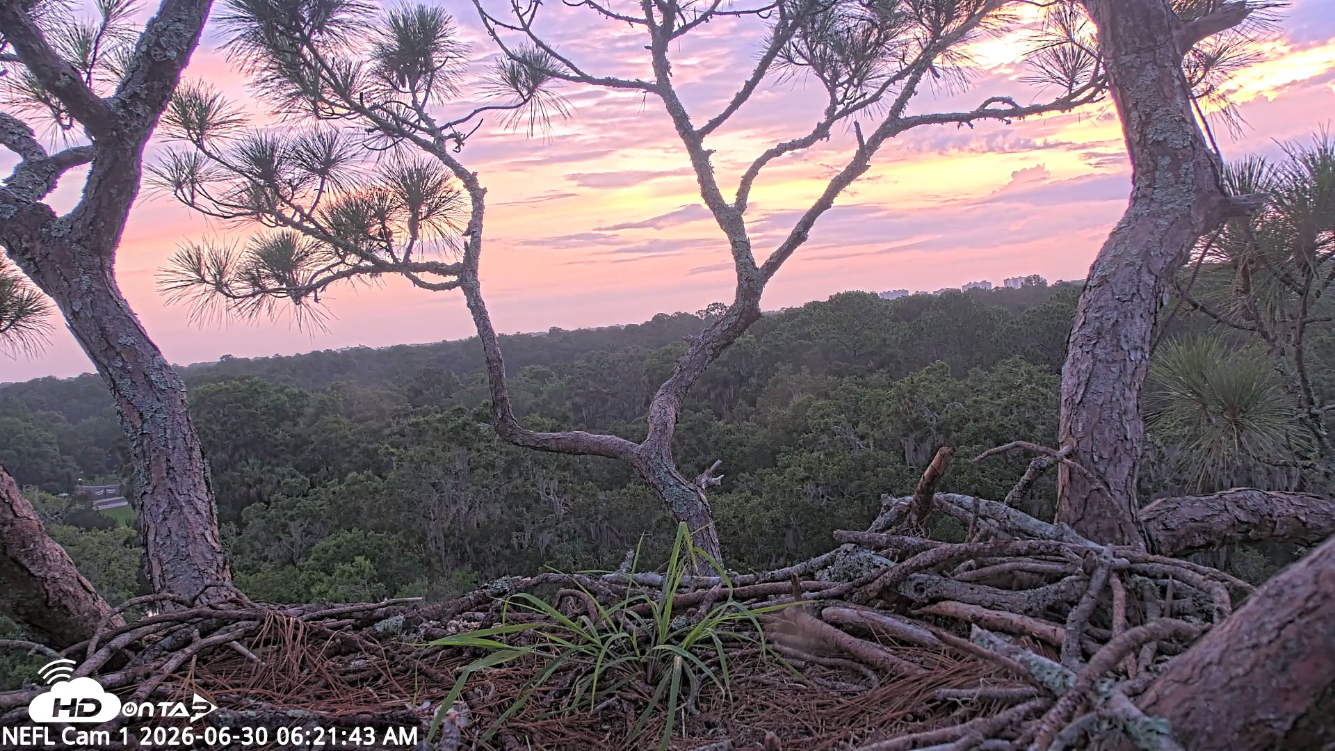 Snapshot of NE Florida Eagles Live Webcam taken Jun 30, 2026, 6:23am EDT