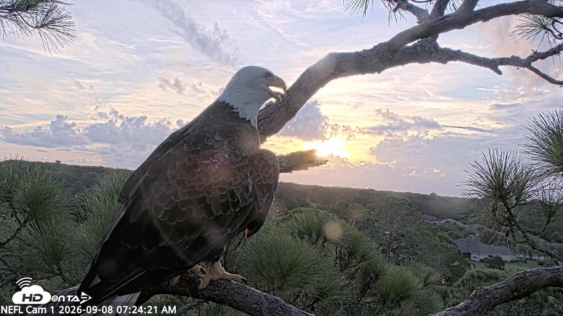 Snapshot of NE Florida Eagles Live Webcam taken Sep 8, 2026, 7:25am EDT