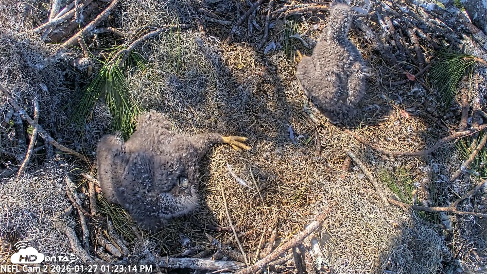 Snapshot of NE Florida Eagles Live Webcam taken Jan 27, 2026, 1:23pm EST