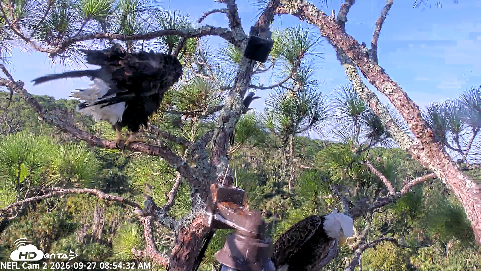 Snapshot of NE Florida Eagles Live Webcam taken Sep 27, 2026, 8:55am EDT