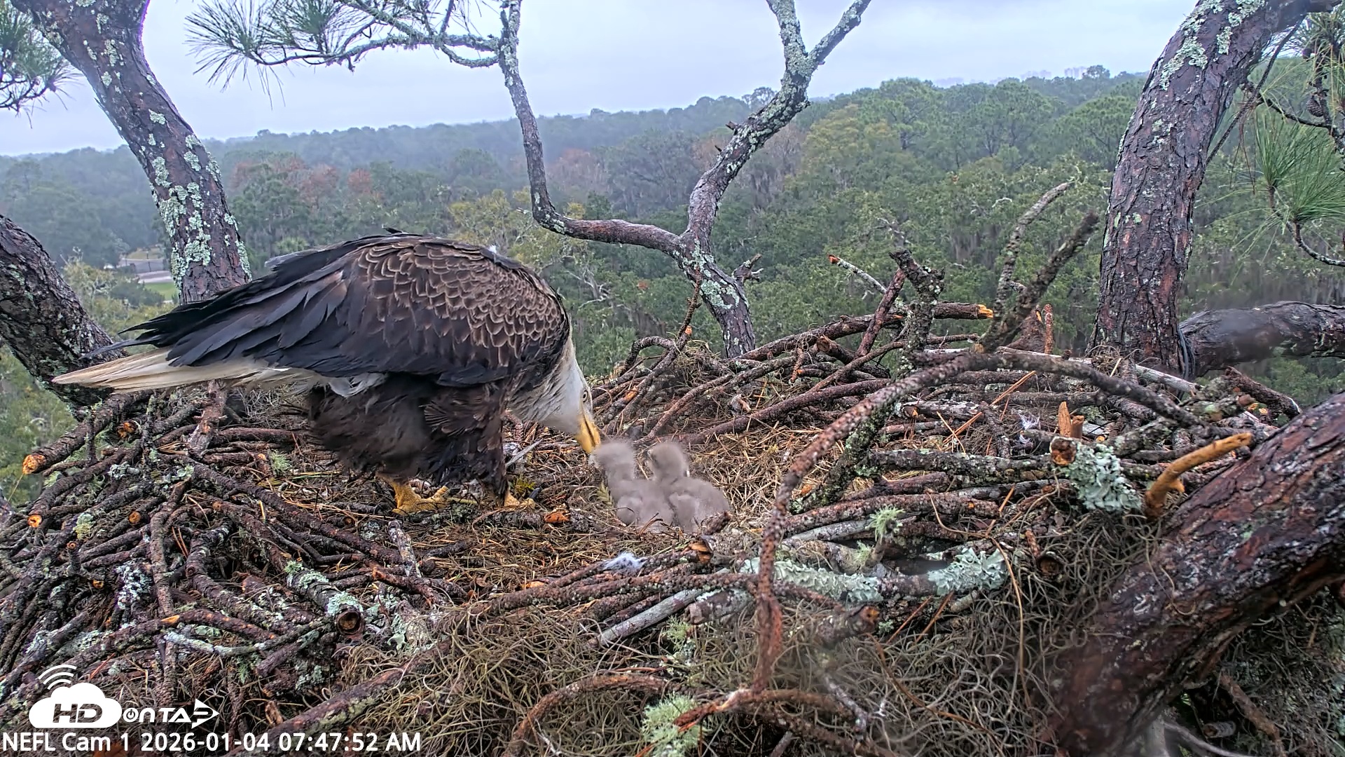 Snapshot of NE Florida Eagles Live Webcam taken Jan 4, 2026, 7:48am EST
