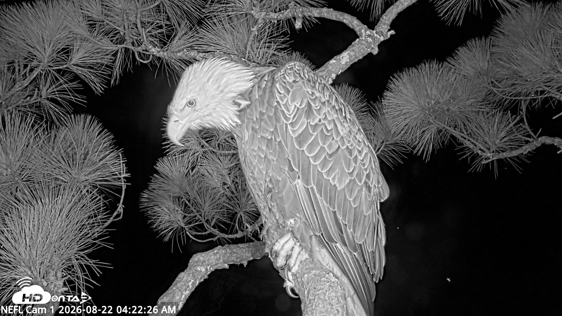 Snapshot of NE Florida Eagles Live Webcam taken Aug 22, 2026, 4:23am EDT
