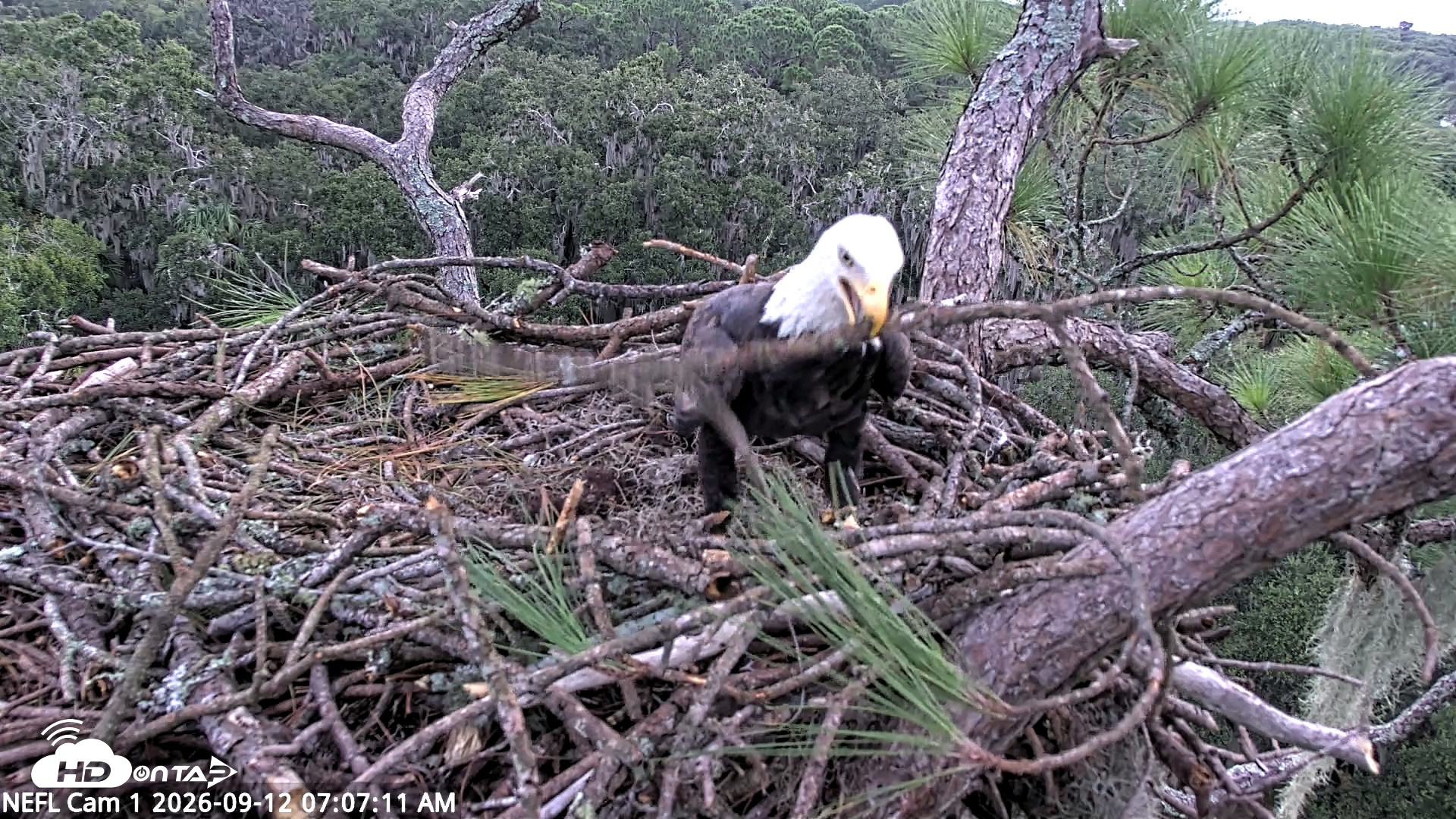 Snapshot of NE Florida Eagles Live Webcam taken Sep 12, 2026, 7:08am EDT