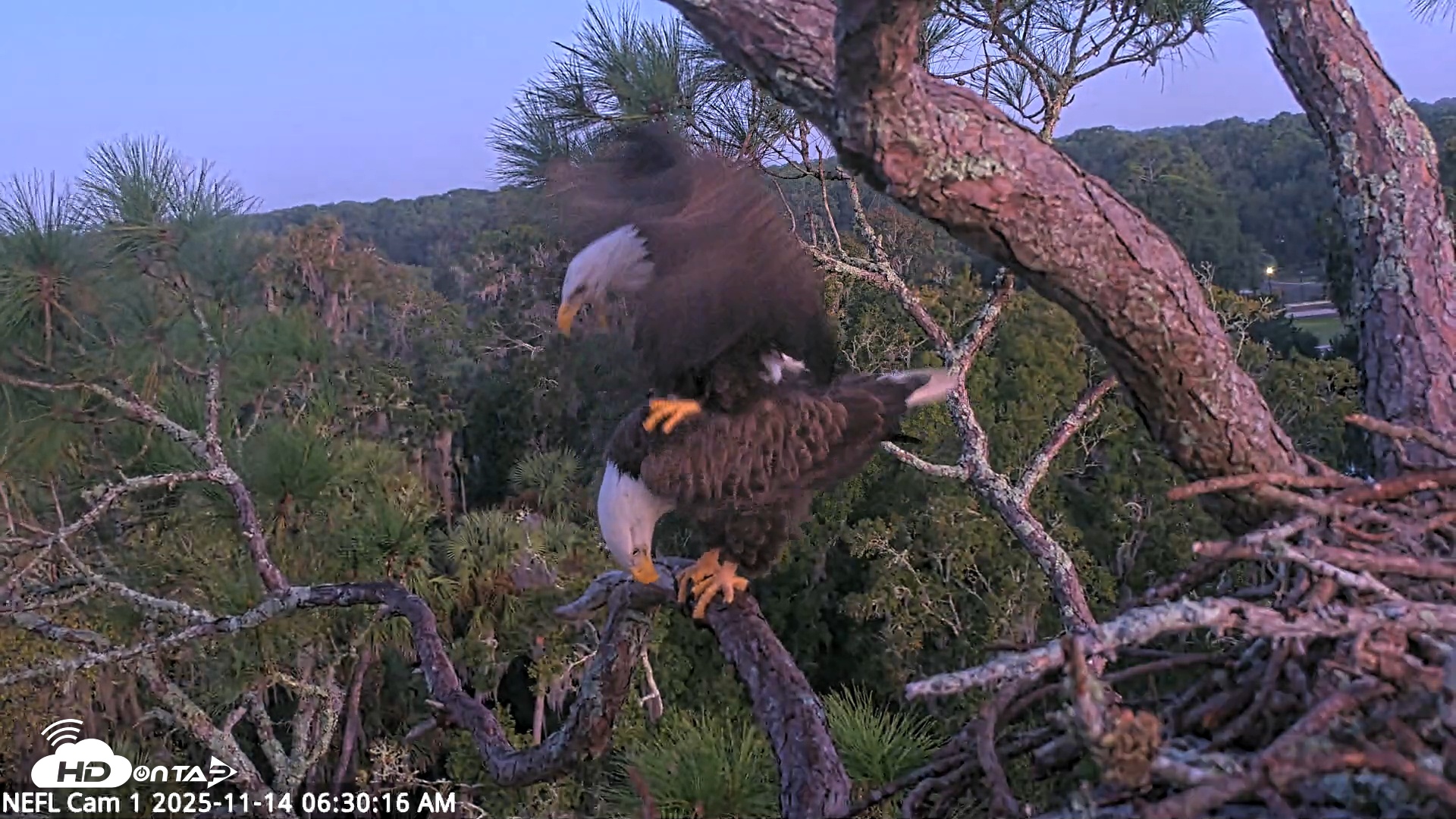 Snapshot of NE Florida Eagles Live Webcam taken Nov 14, 2025, 6:31am EST