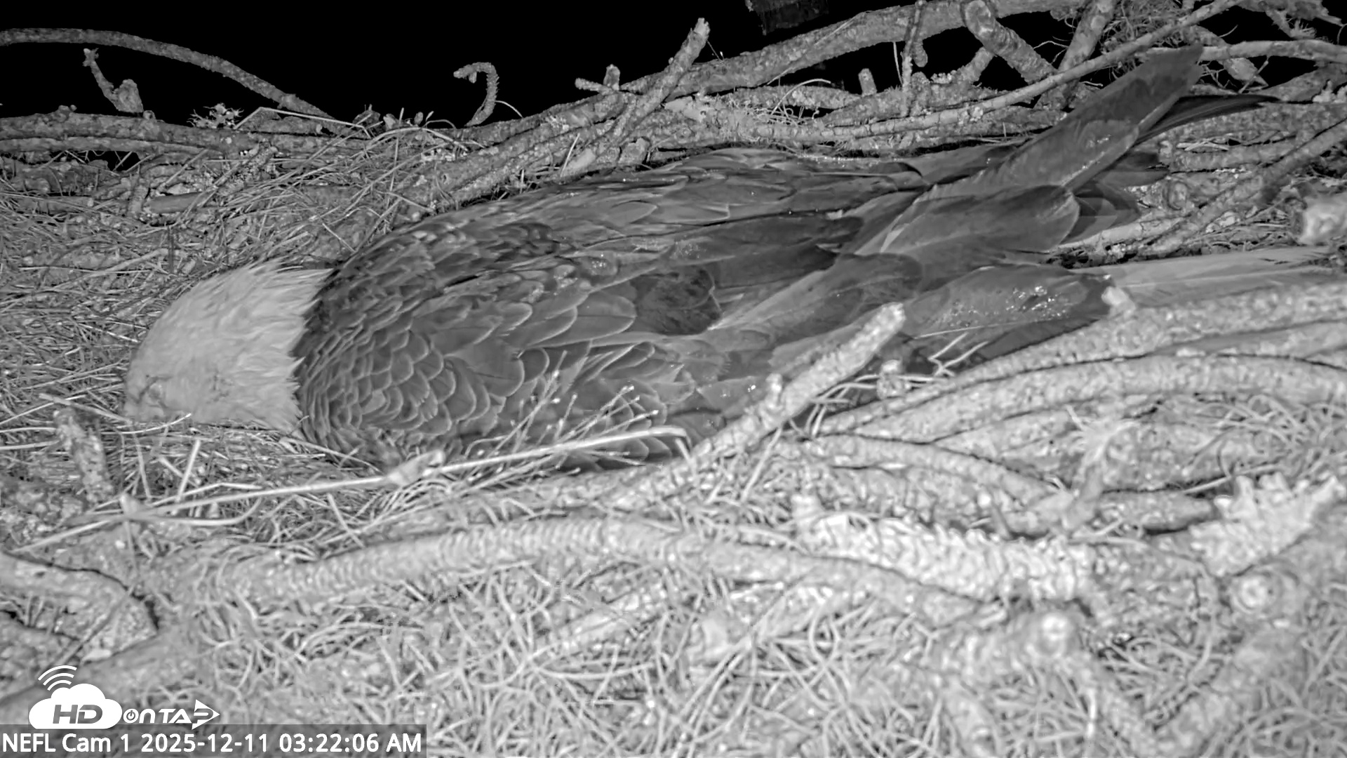 Snapshot of NE Florida Eagles Live Webcam taken Dec 11, 2025, 3:22am EST