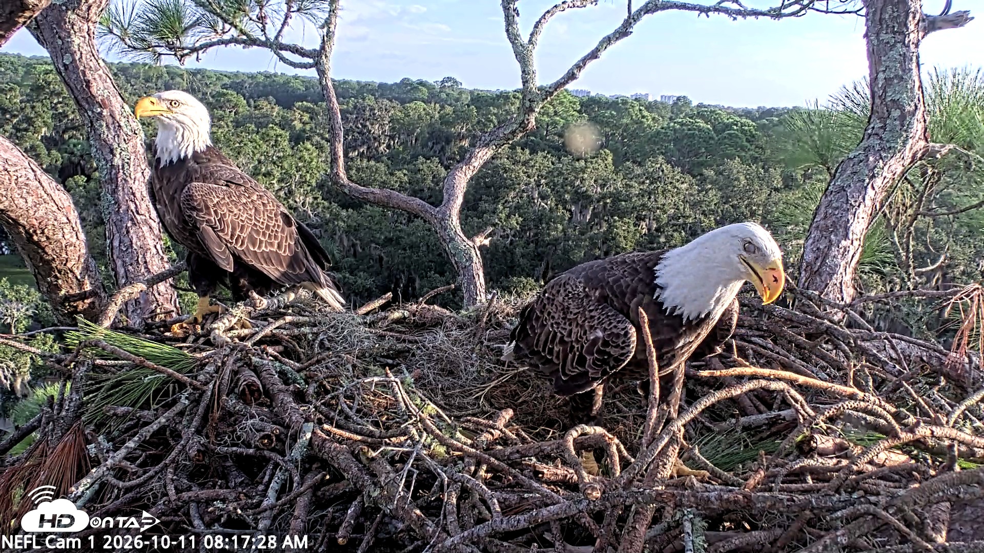Snapshot of NE Florida Eagles Live Webcam taken Oct 11, 2026, 8:18am EDT