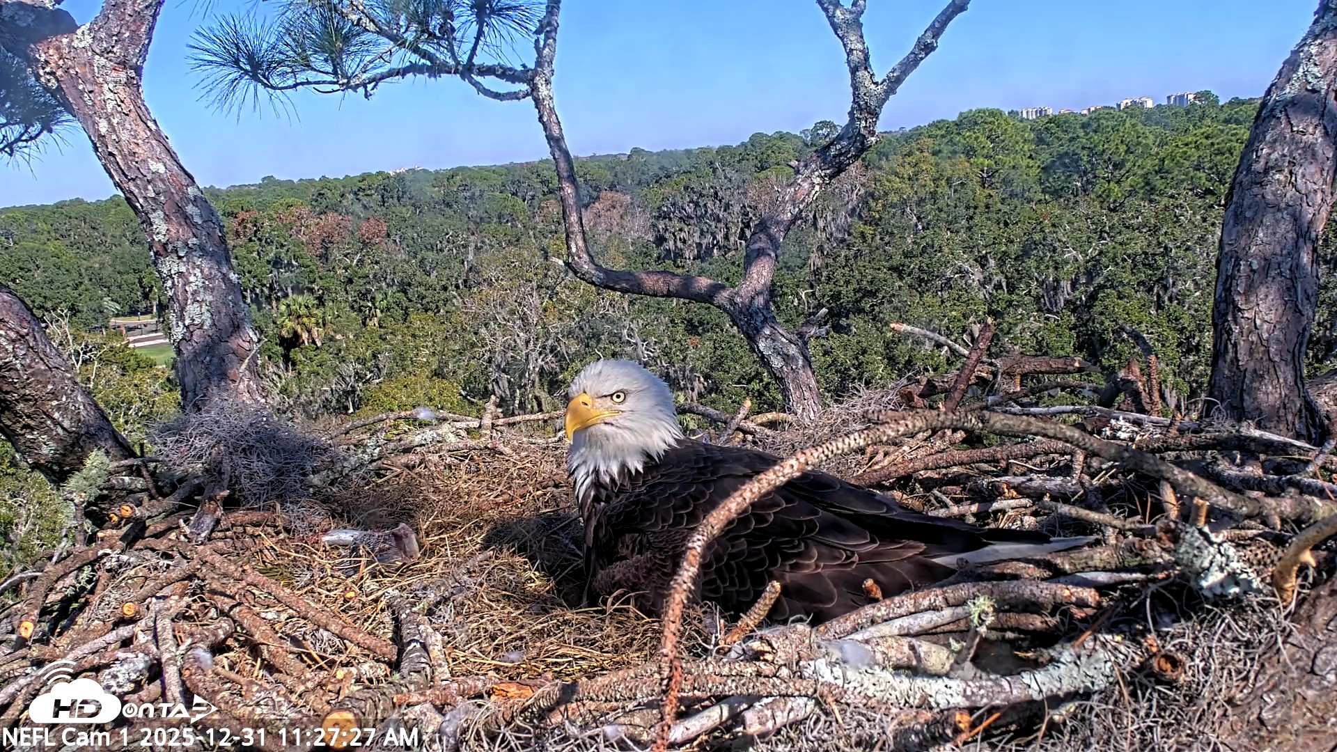Snapshot of NE Florida Eagles Live Webcam taken Dec 31, 2025, 11:28am EST