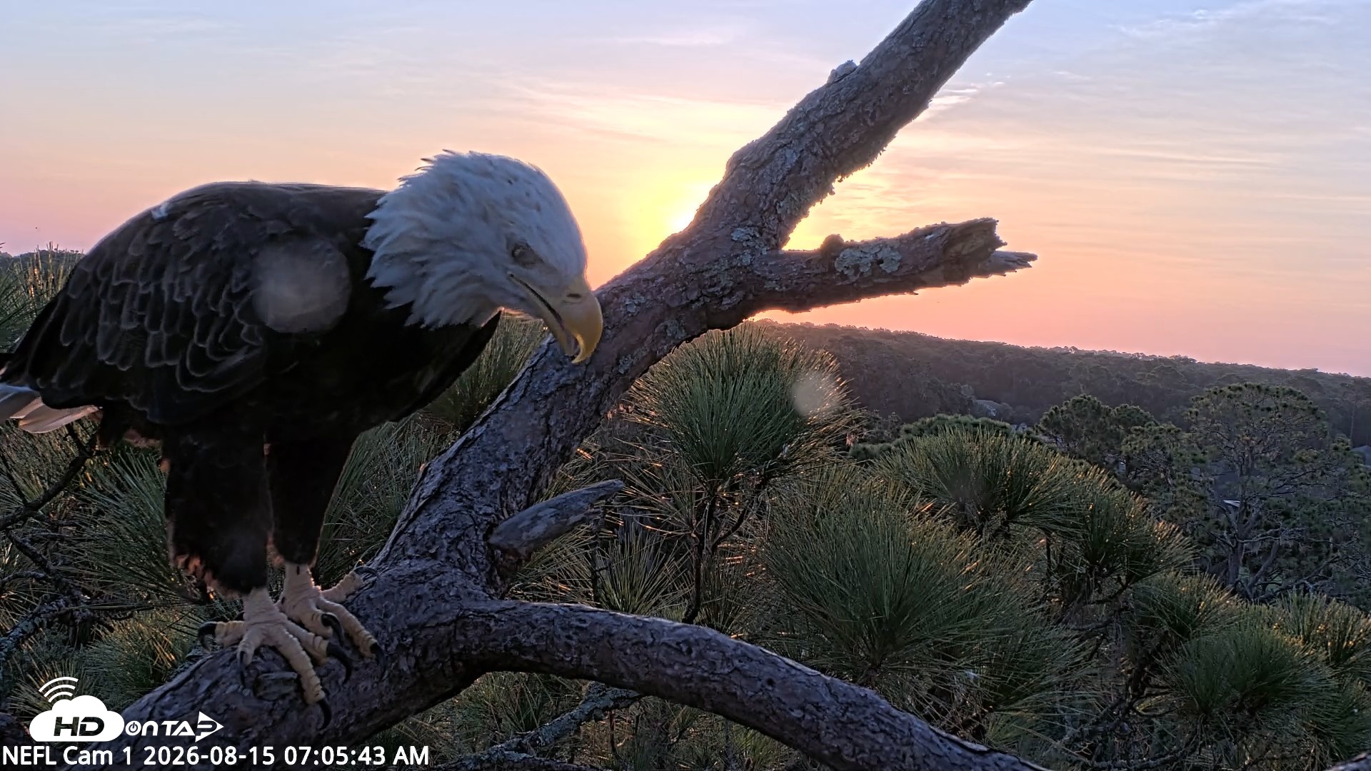 Snapshot of NE Florida Eagles Live Webcam taken Aug 15, 2026, 7:06am EDT