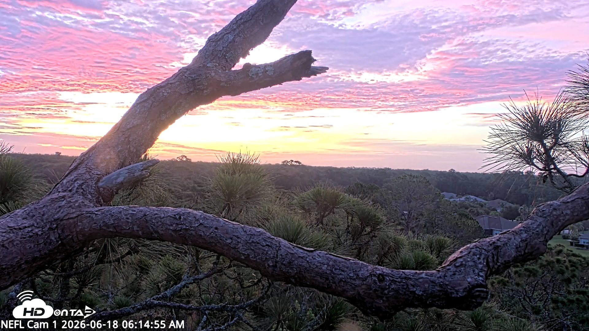 Snapshot of NE Florida Eagles Live Webcam taken Jun 18, 2026, 6:15am EDT