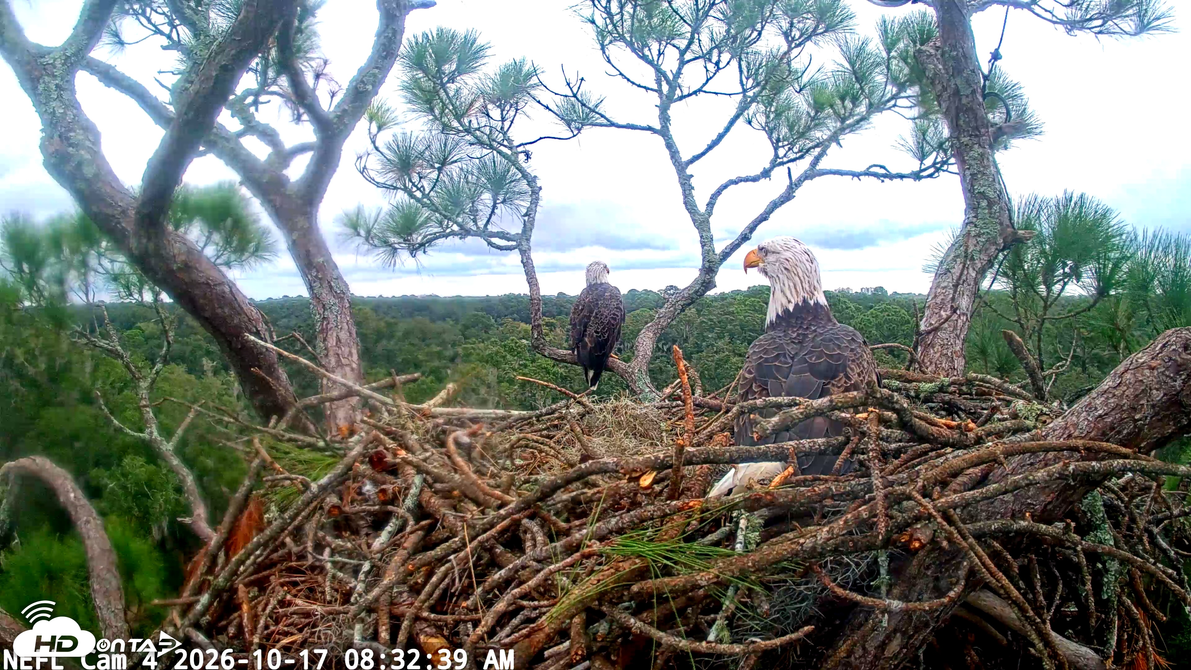Snapshot of NE Florida Eagles Live Webcam taken Oct 17, 2026, 8:33am EDT