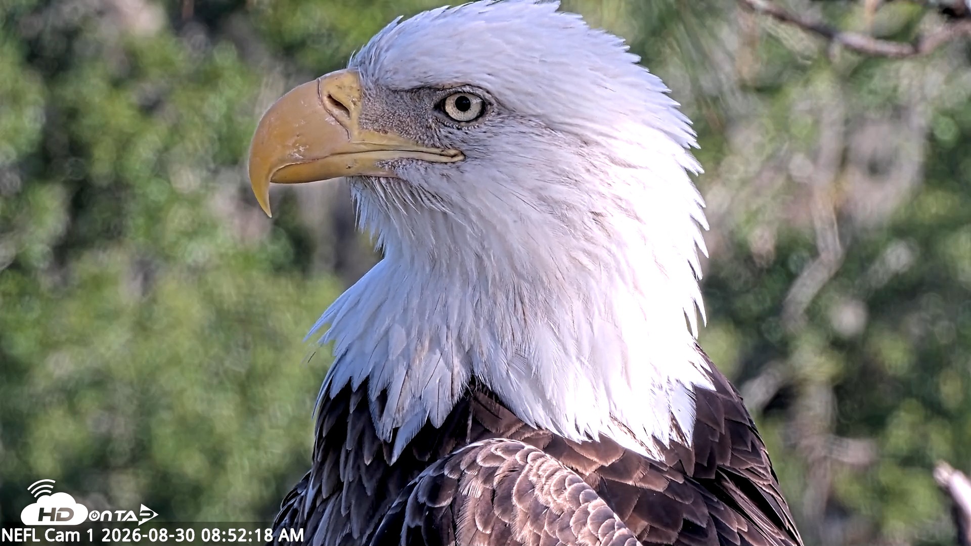 Snapshot of NE Florida Eagles Live Webcam taken Aug 30, 2026, 8:54am EDT