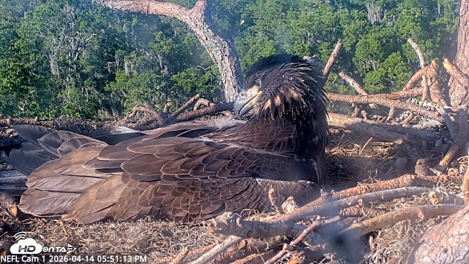 Snapshot of NE Florida Eagles Live Webcam taken Apr 14, 2026, 5:52pm EDT