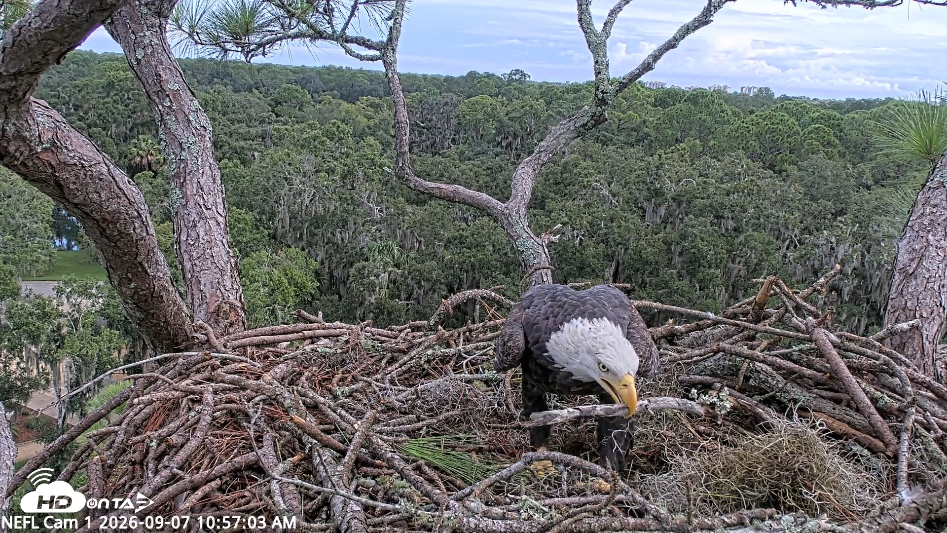 Snapshot of NE Florida Eagles Live Webcam taken Sep 7, 2026, 10:58am EDT