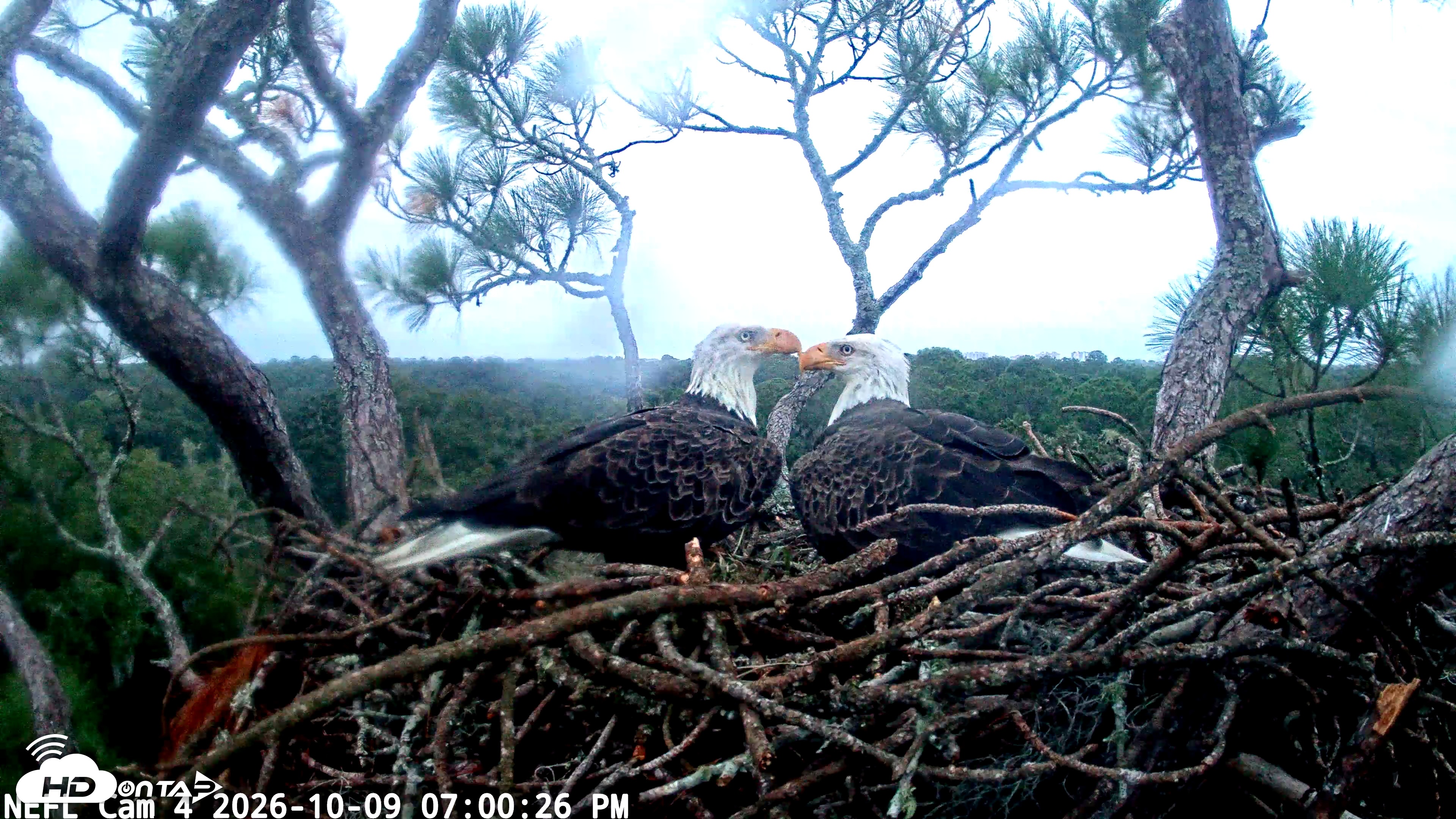 Snapshot of NE Florida Eagles Live Webcam taken Oct 9, 2026, 7:01pm EDT
