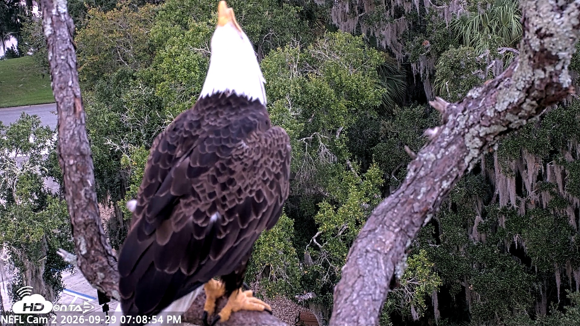 Snapshot of NE Florida Eagles Live Webcam taken Sep 29, 2026, 7:09pm EDT