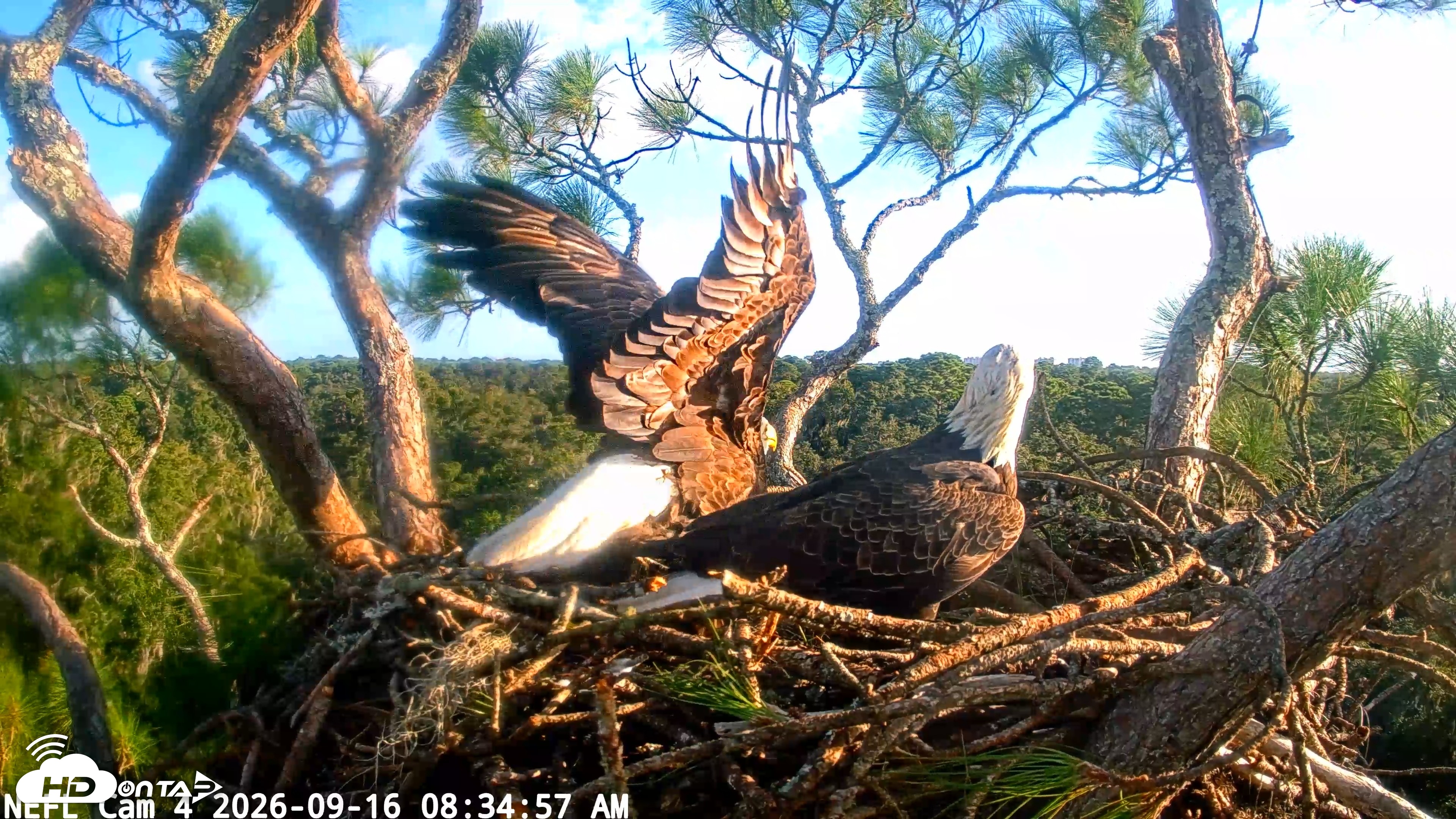 Snapshot of NE Florida Eagles Live Webcam taken Sep 16, 2026, 8:35am EDT