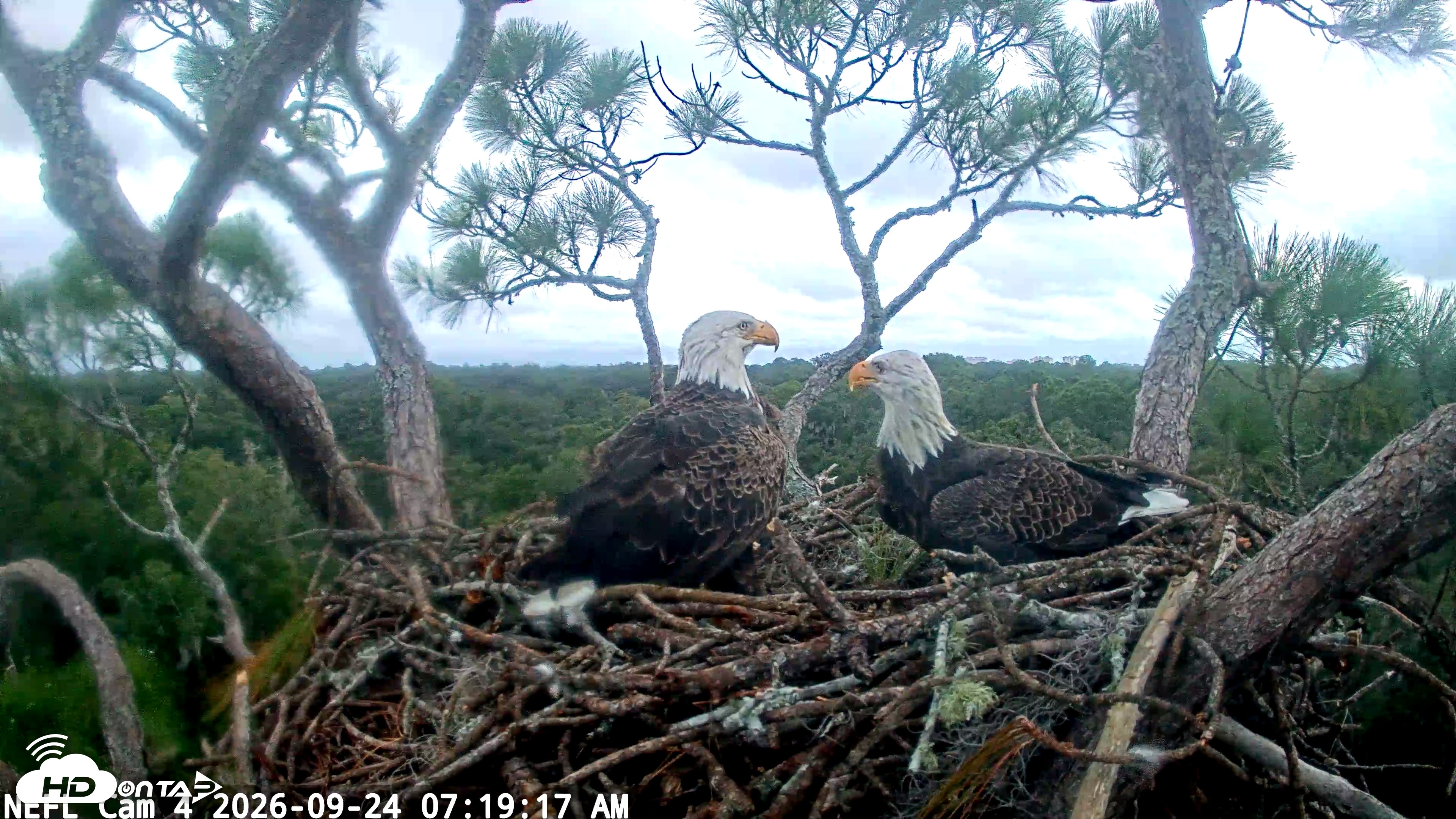 Snapshot of NE Florida Eagles Live Webcam taken Sep 24, 2026, 7:21am EDT