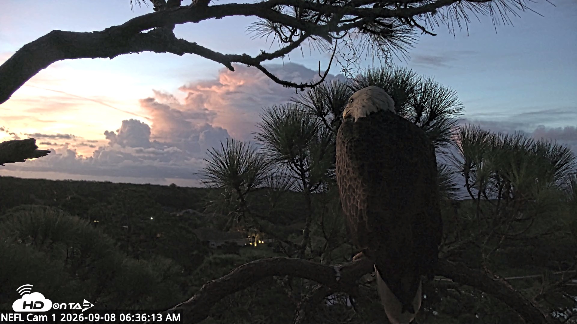 Snapshot of NE Florida Eagles Live Webcam taken Sep 8, 2026, 6:37am EDT