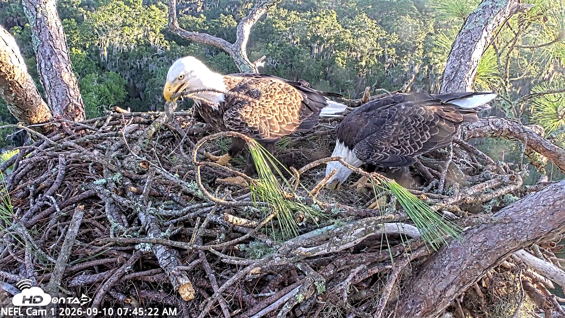 Snapshot of NE Florida Eagles Live Webcam taken Sep 10, 2026, 7:46am EDT