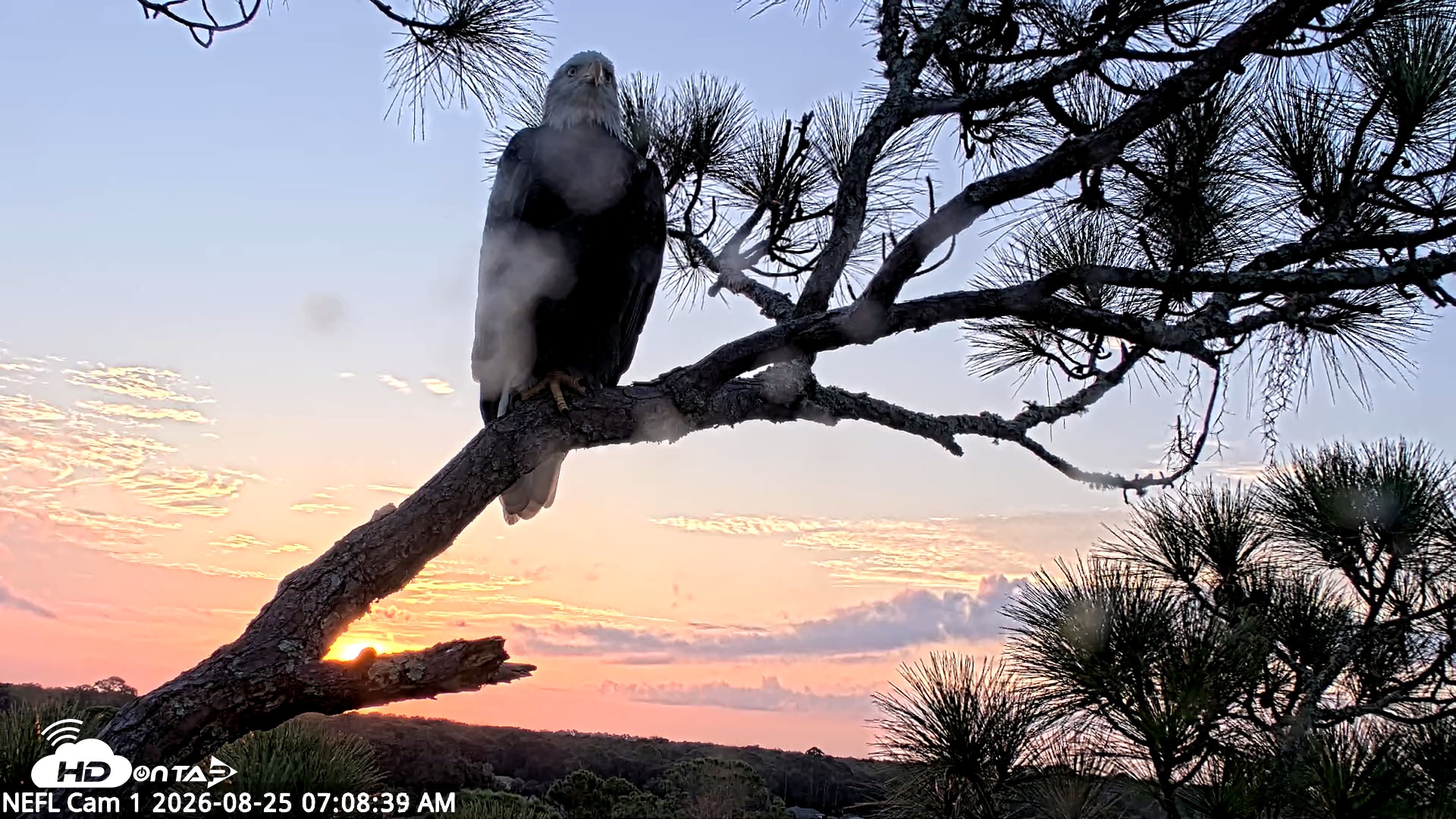 Snapshot of NE Florida Eagles Live Webcam taken Aug 25, 2026, 7:09am EDT