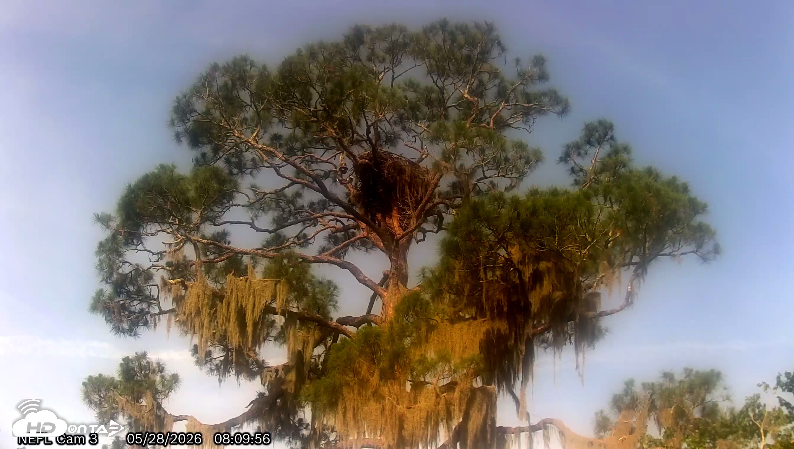 Snapshot of NE Florida Eagles Live Webcam taken May 28, 2026, 8:11am EDT