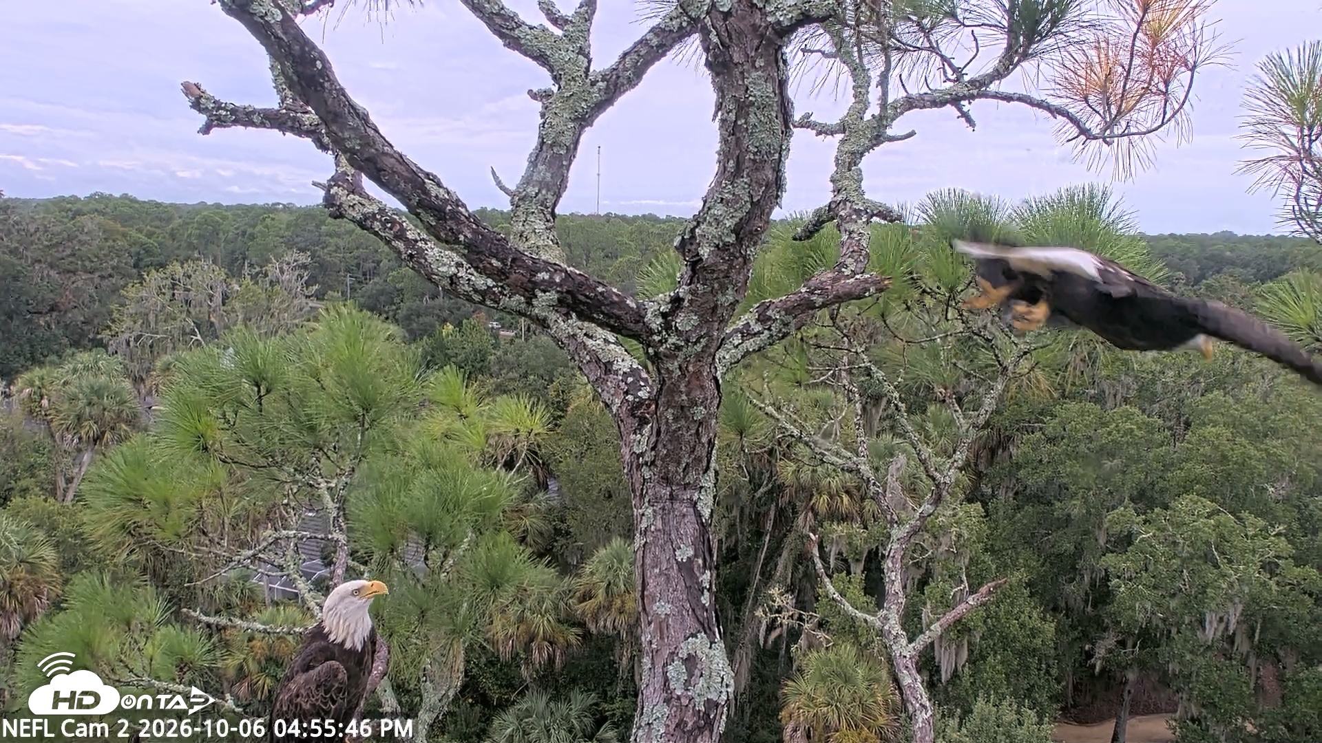 Snapshot of NE Florida Eagles Live Webcam taken Oct 6, 2026, 4:56pm EDT