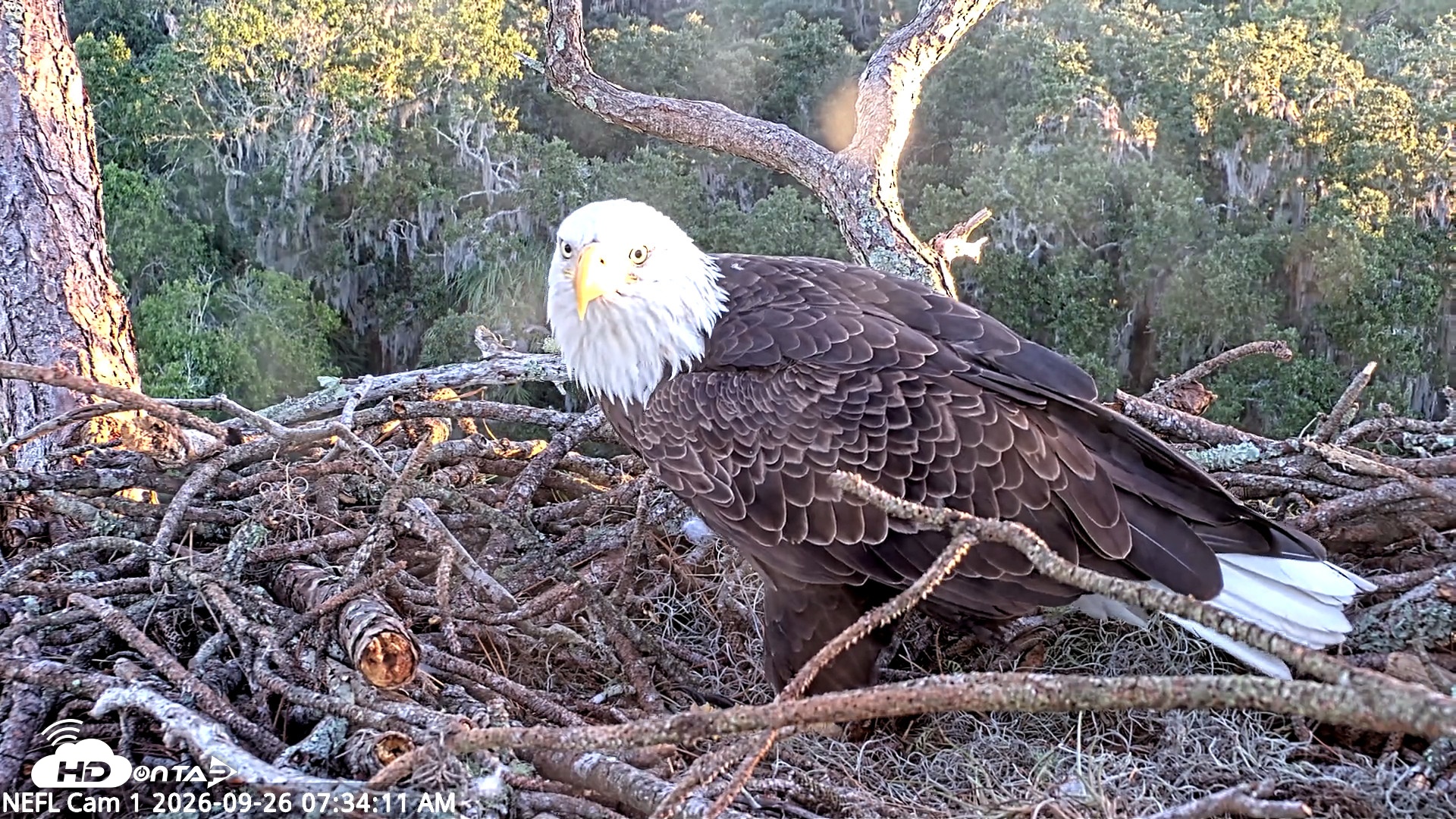 Snapshot of NE Florida Eagles Live Webcam taken Sep 26, 2026, 7:35am EDT
