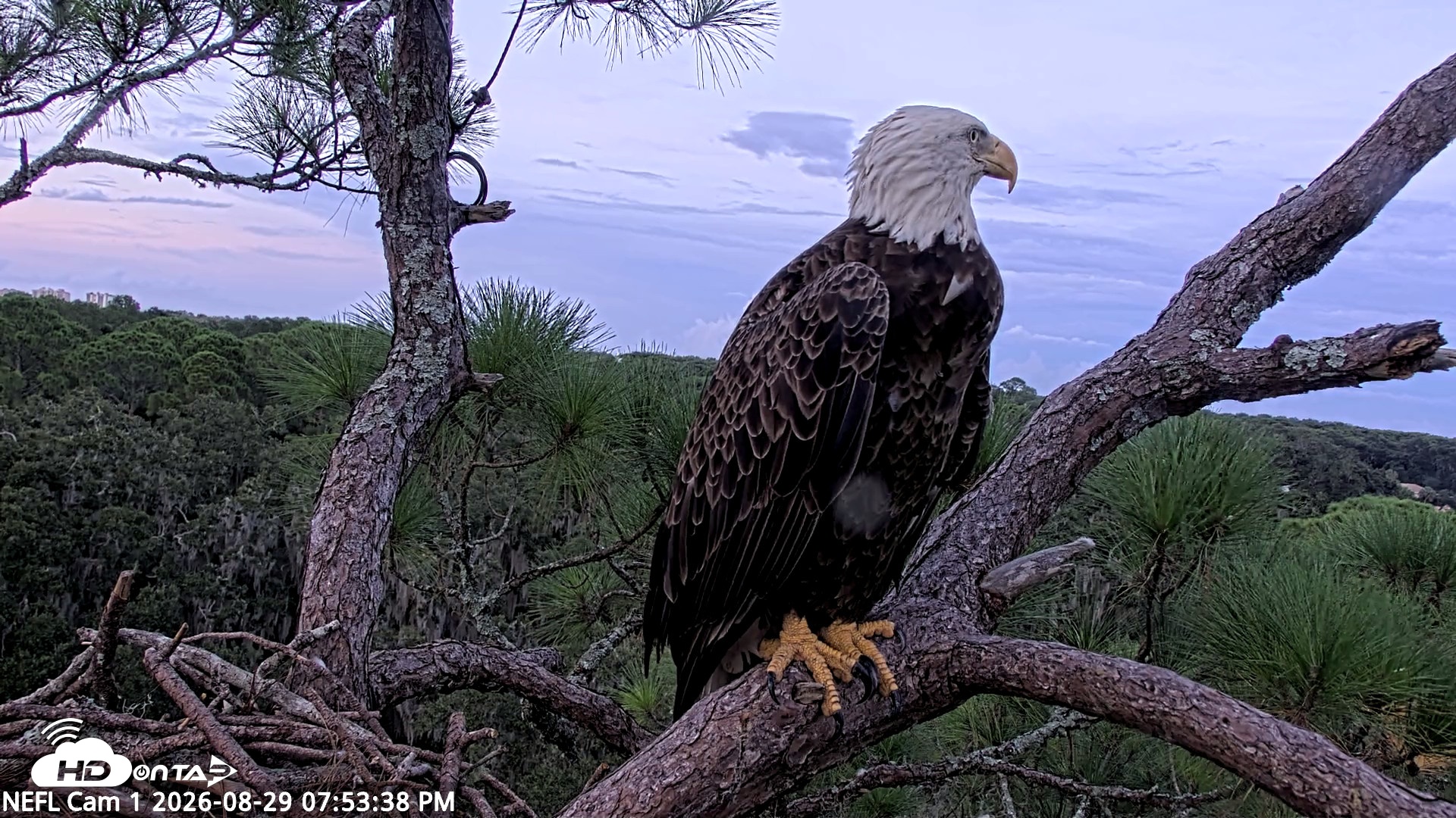 Snapshot of NE Florida Eagles Live Webcam taken Aug 29, 2026, 7:54pm EDT
