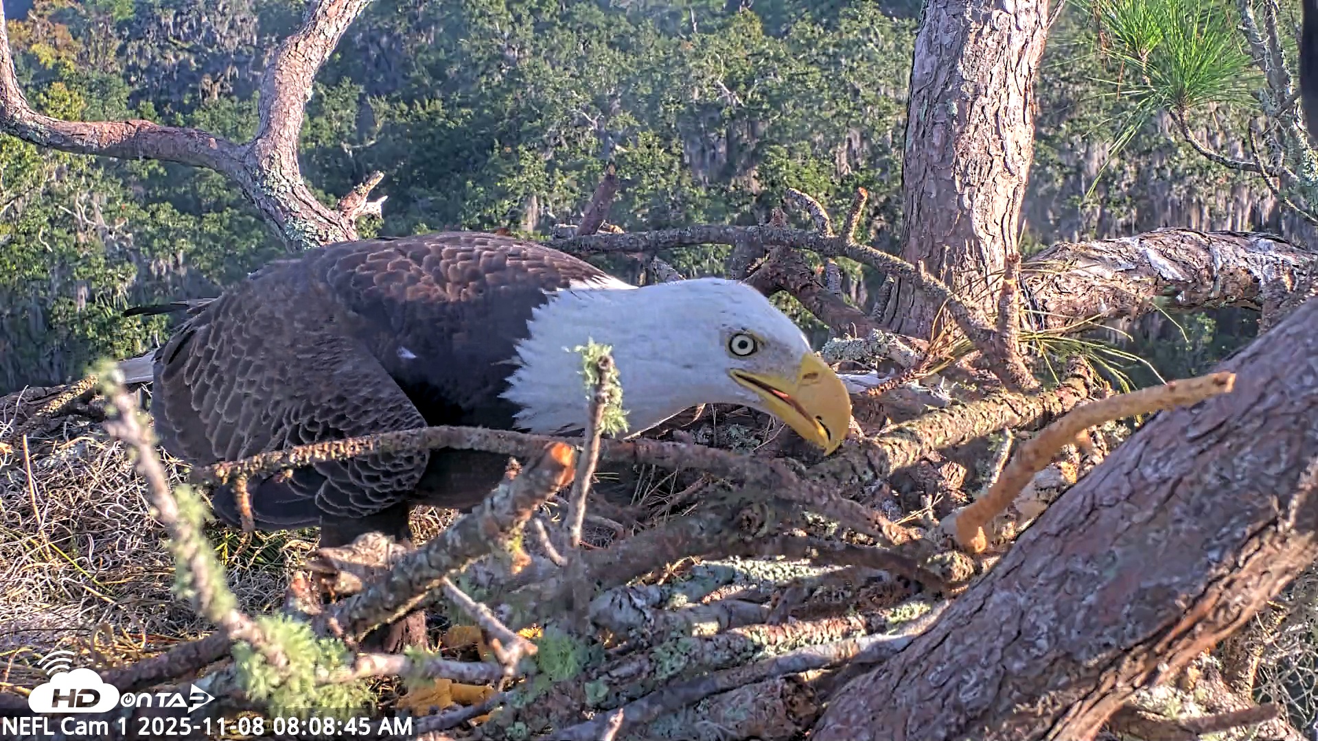 Snapshot of NE Florida Eagles Live Webcam taken Nov 8, 2025, 8:09am EST