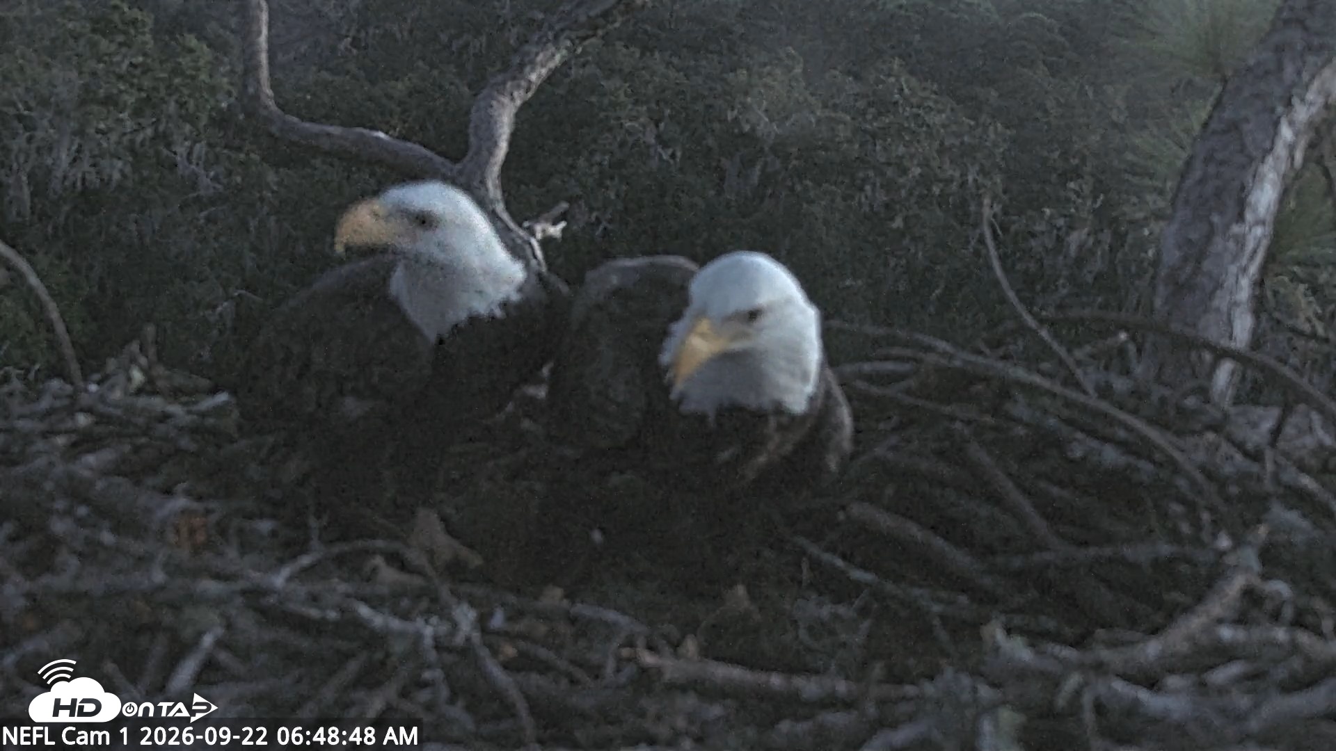 Snapshot of NE Florida Eagles Live Webcam taken Sep 22, 2026, 6:49am EDT